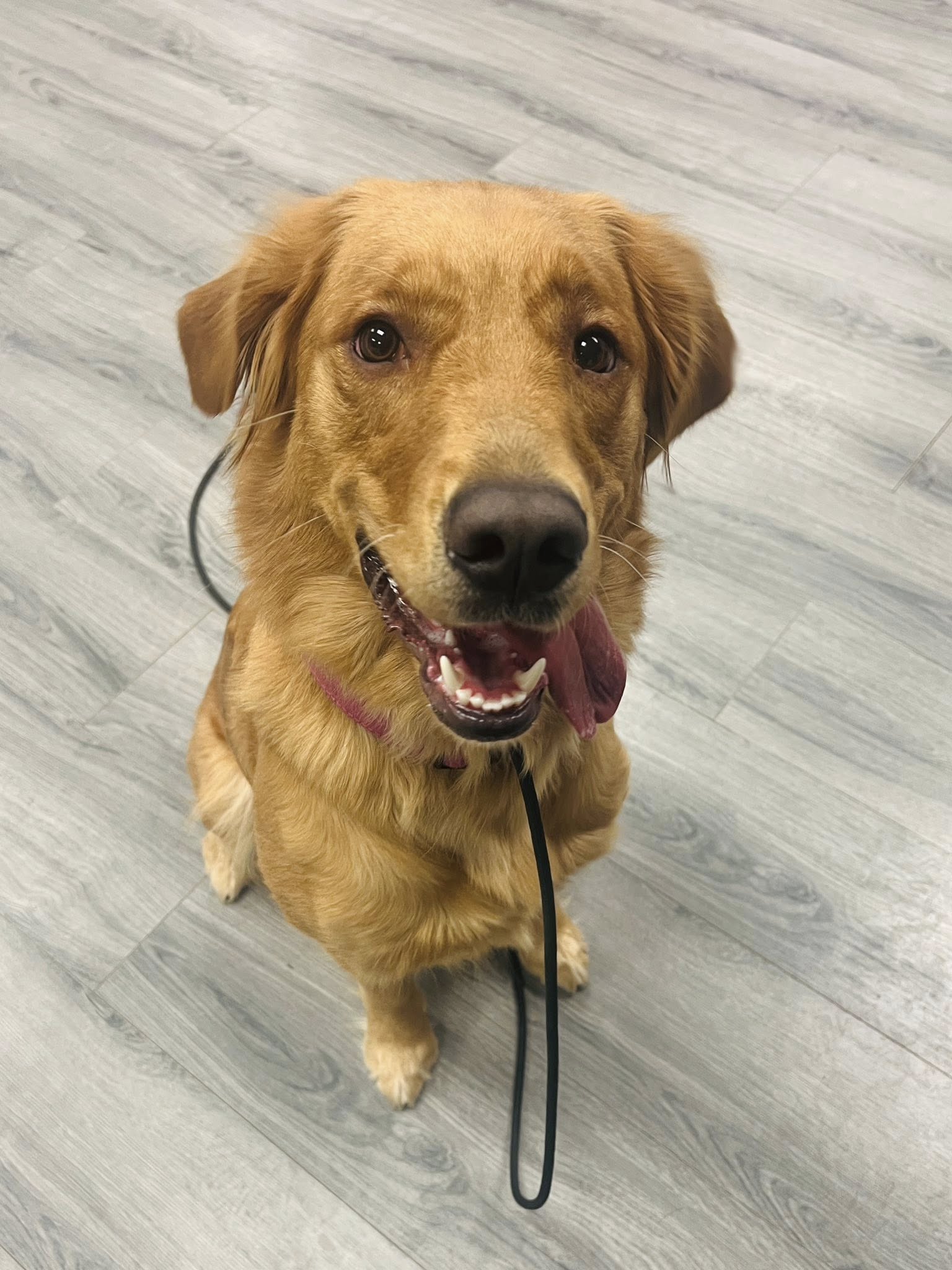 Alpha Obedience Dog Training New York Mills