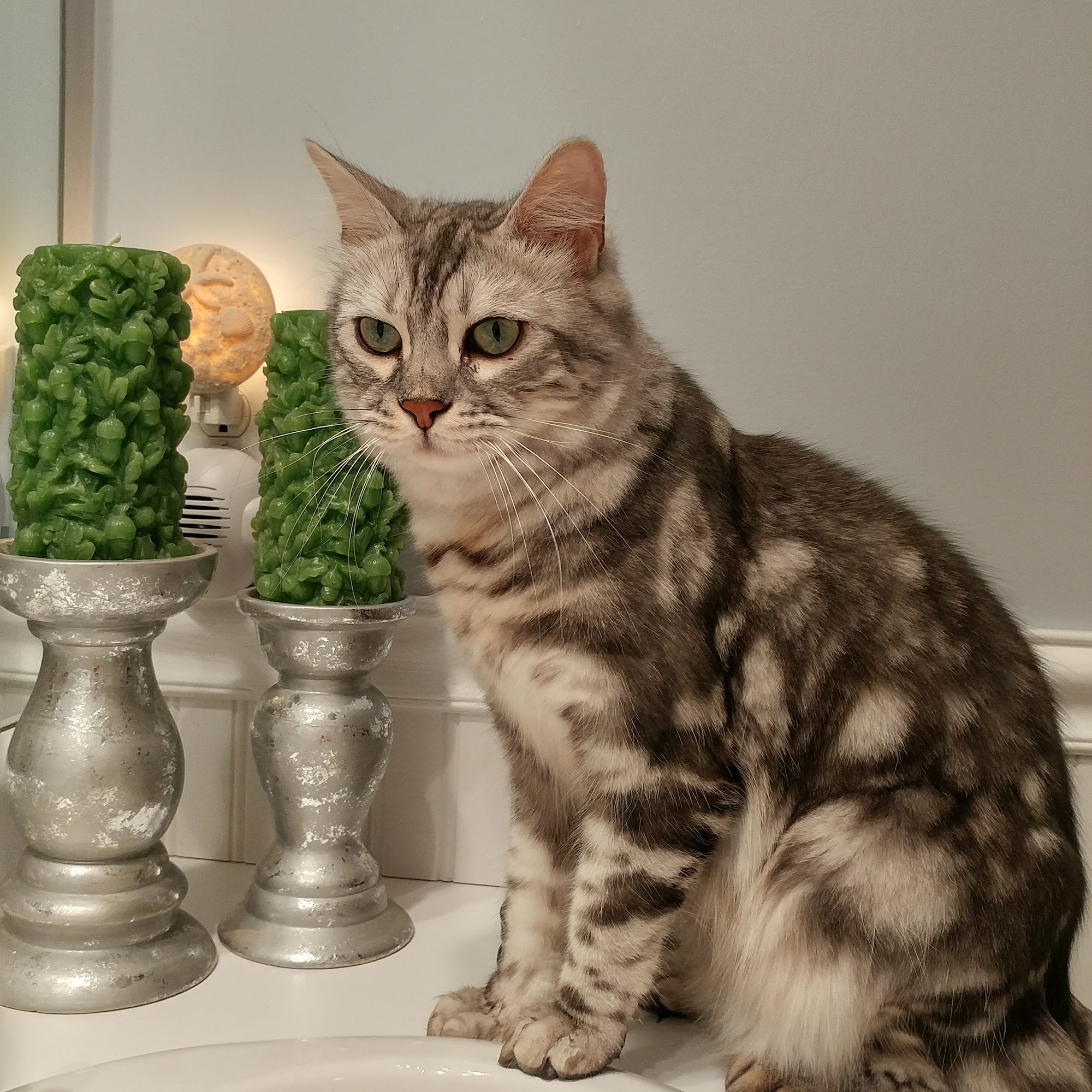 Worth Street Veterinary Center New York