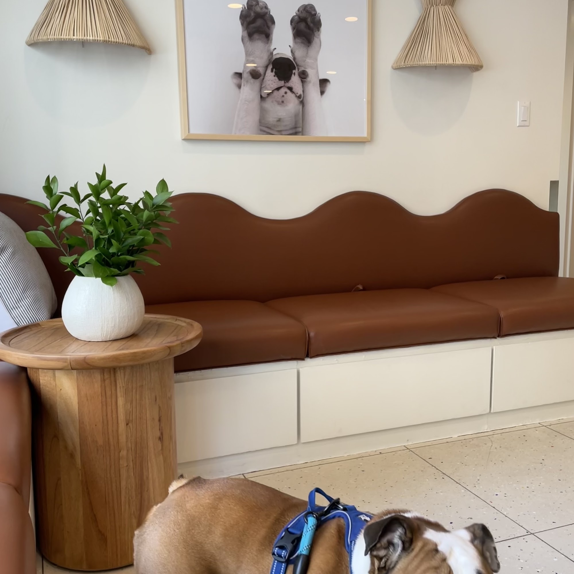 Lincoln Square Veterinary Hospital New York