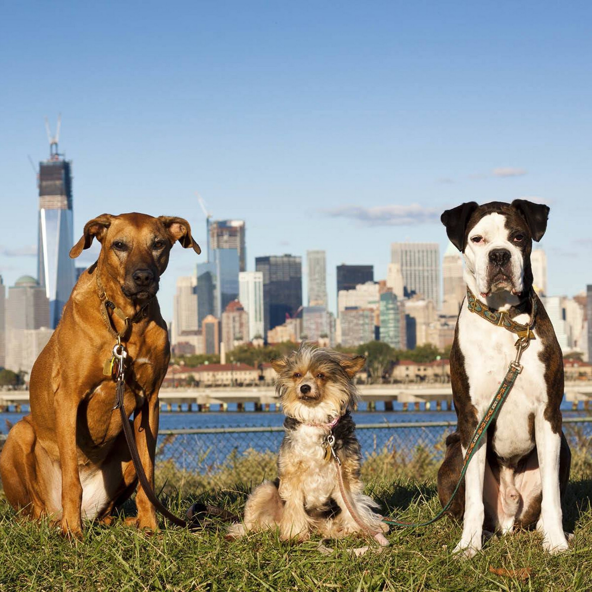 Riverside Veterinary Care on Columbus New York