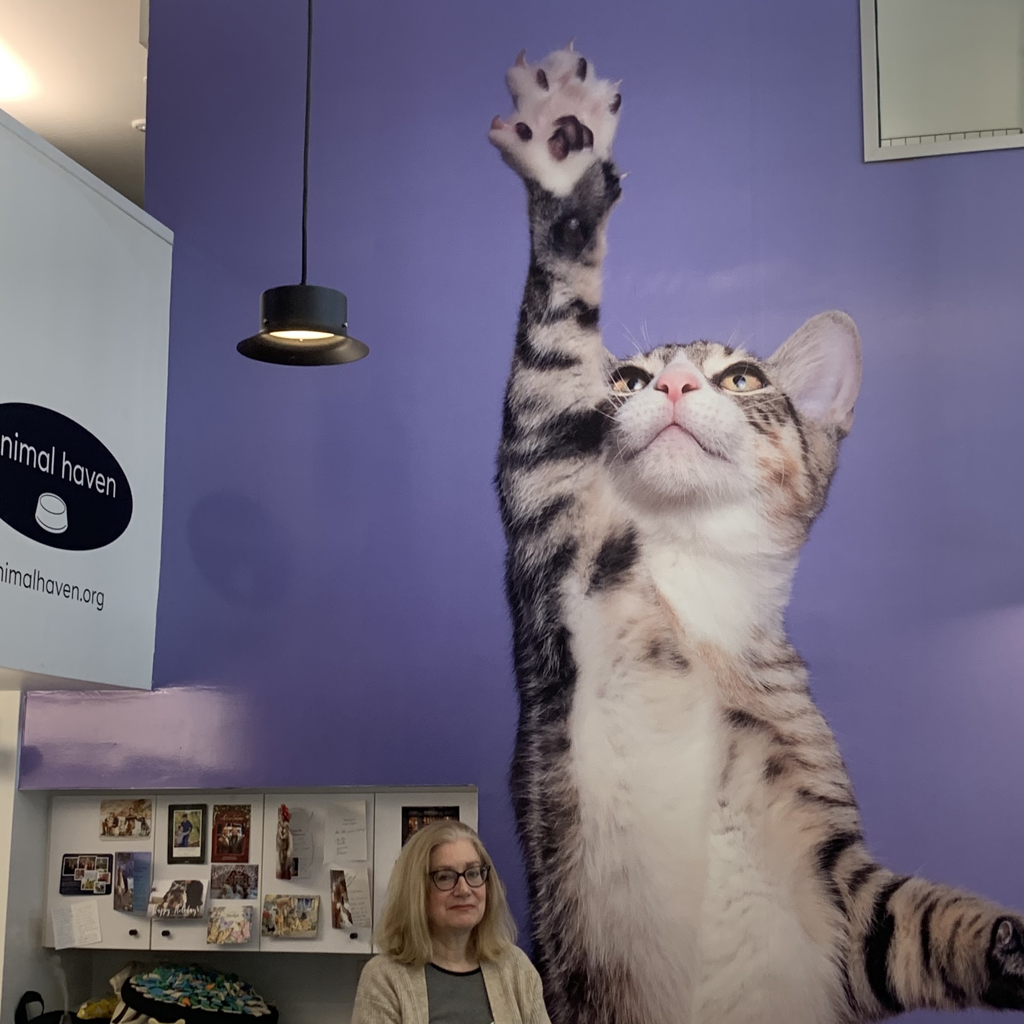 Animal Haven New York