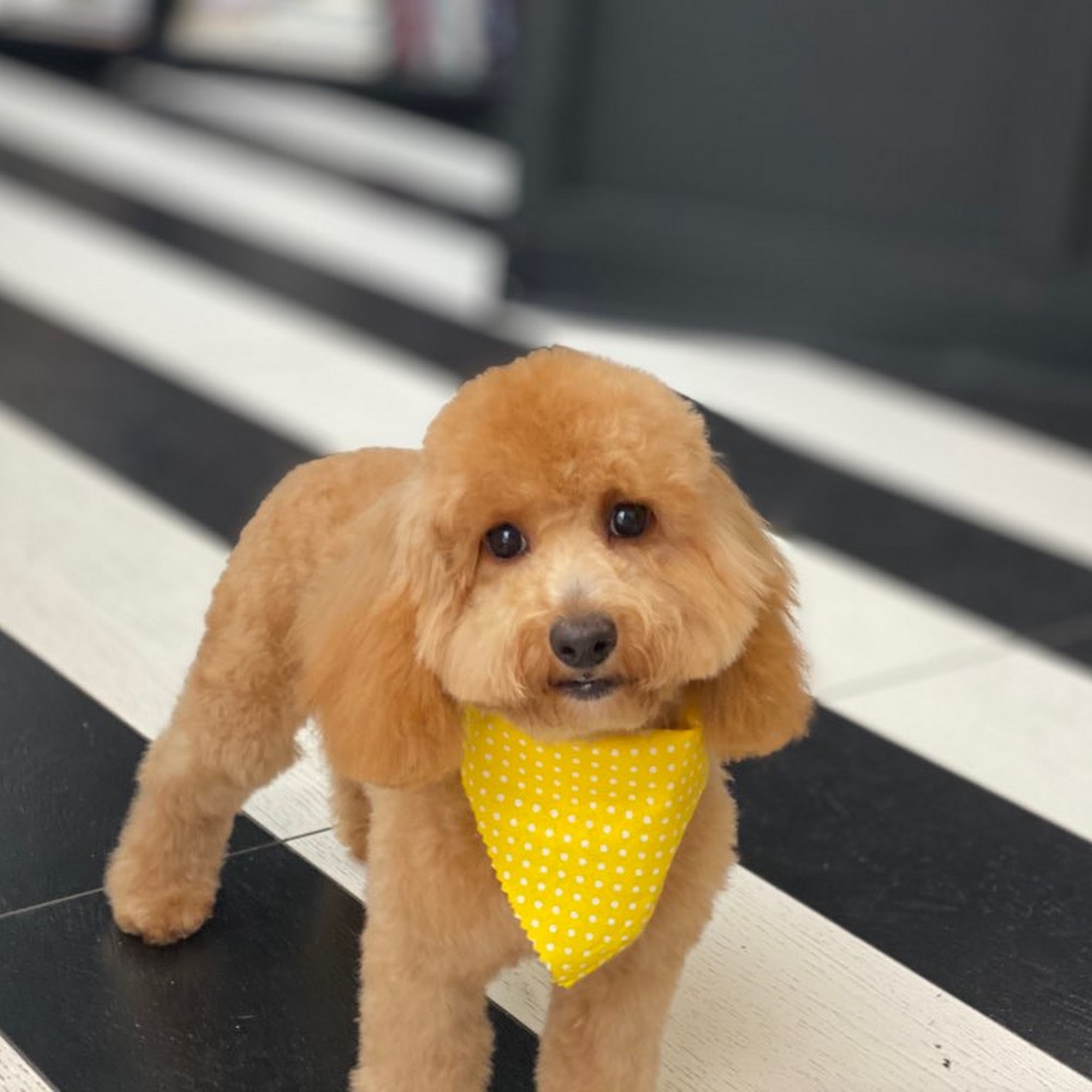 The Bark Shoppe New York