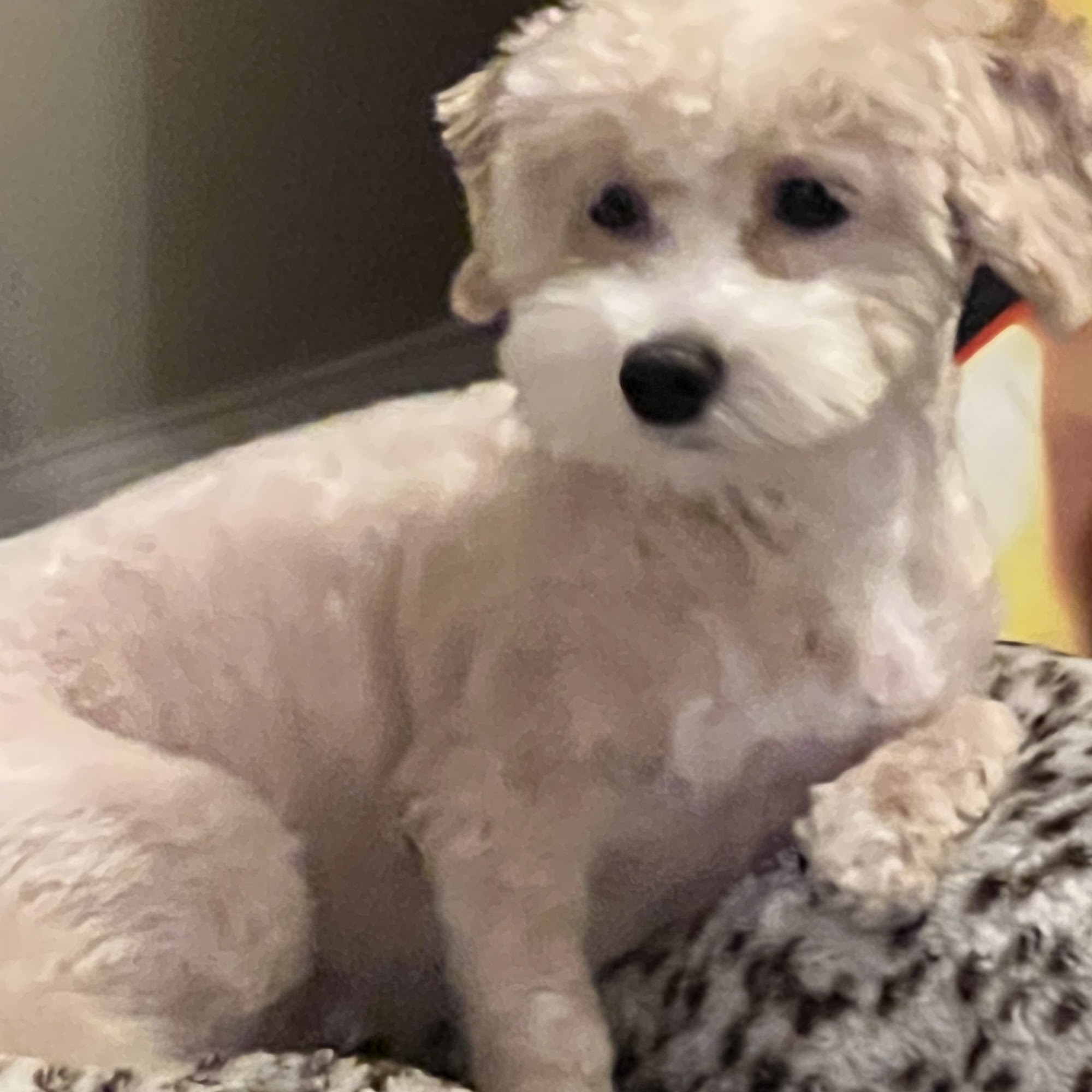 University Animal Hospital New York