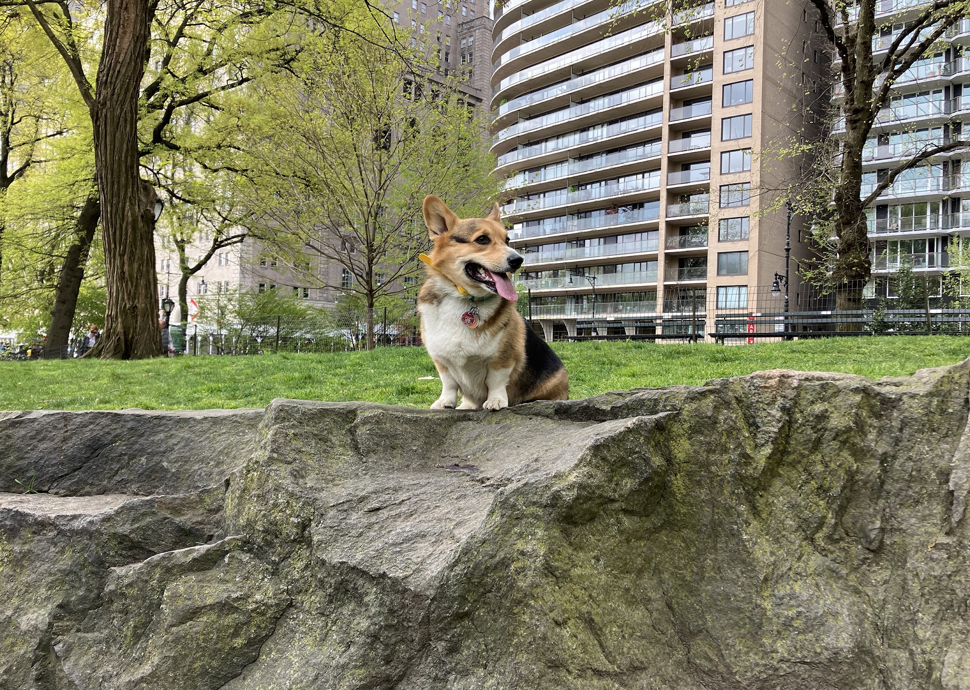 Spot-On K9 Training New York