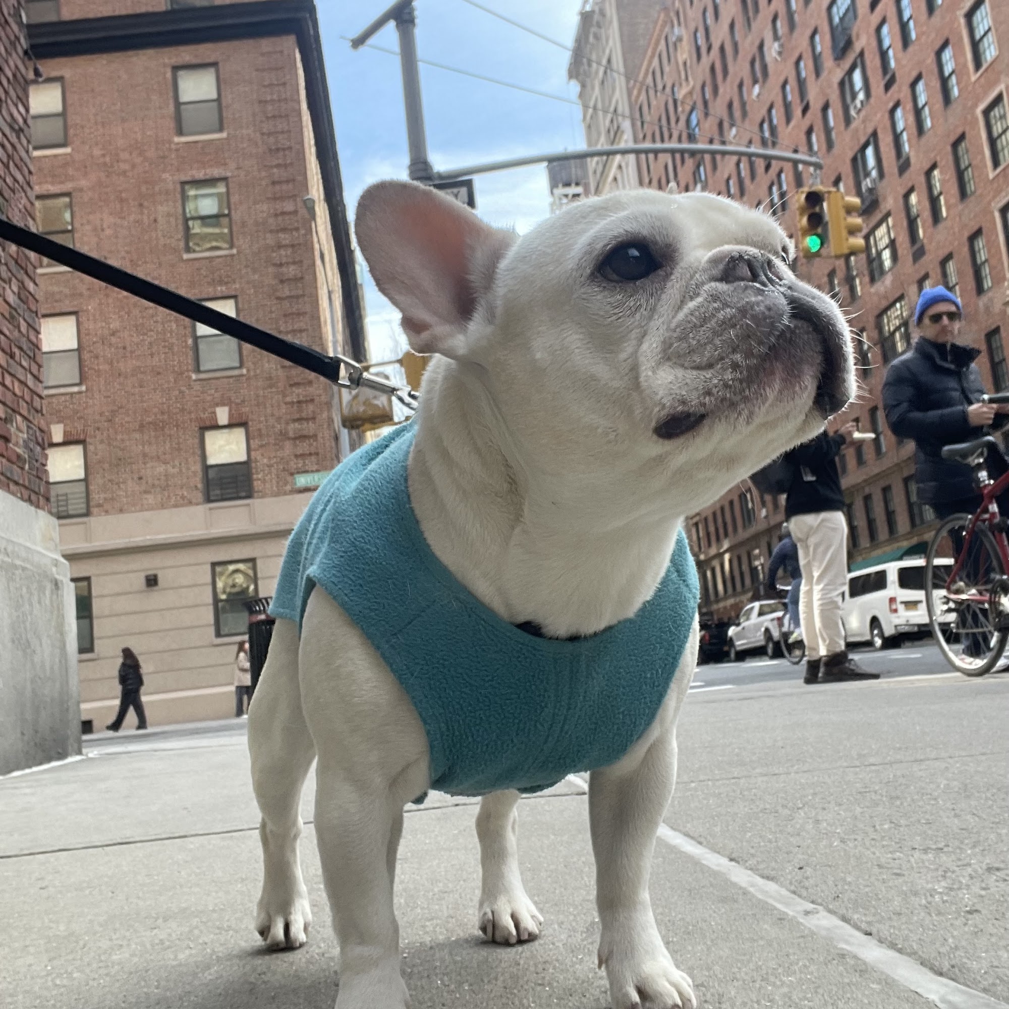 The Well Heeled Dog NYC New York