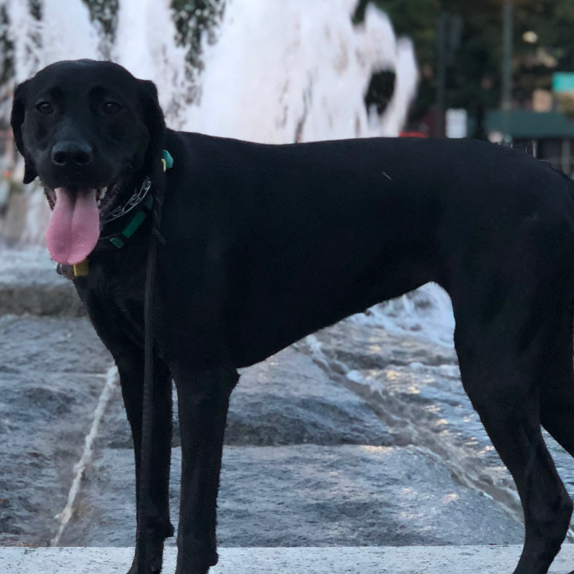 Play Pals NYC New York