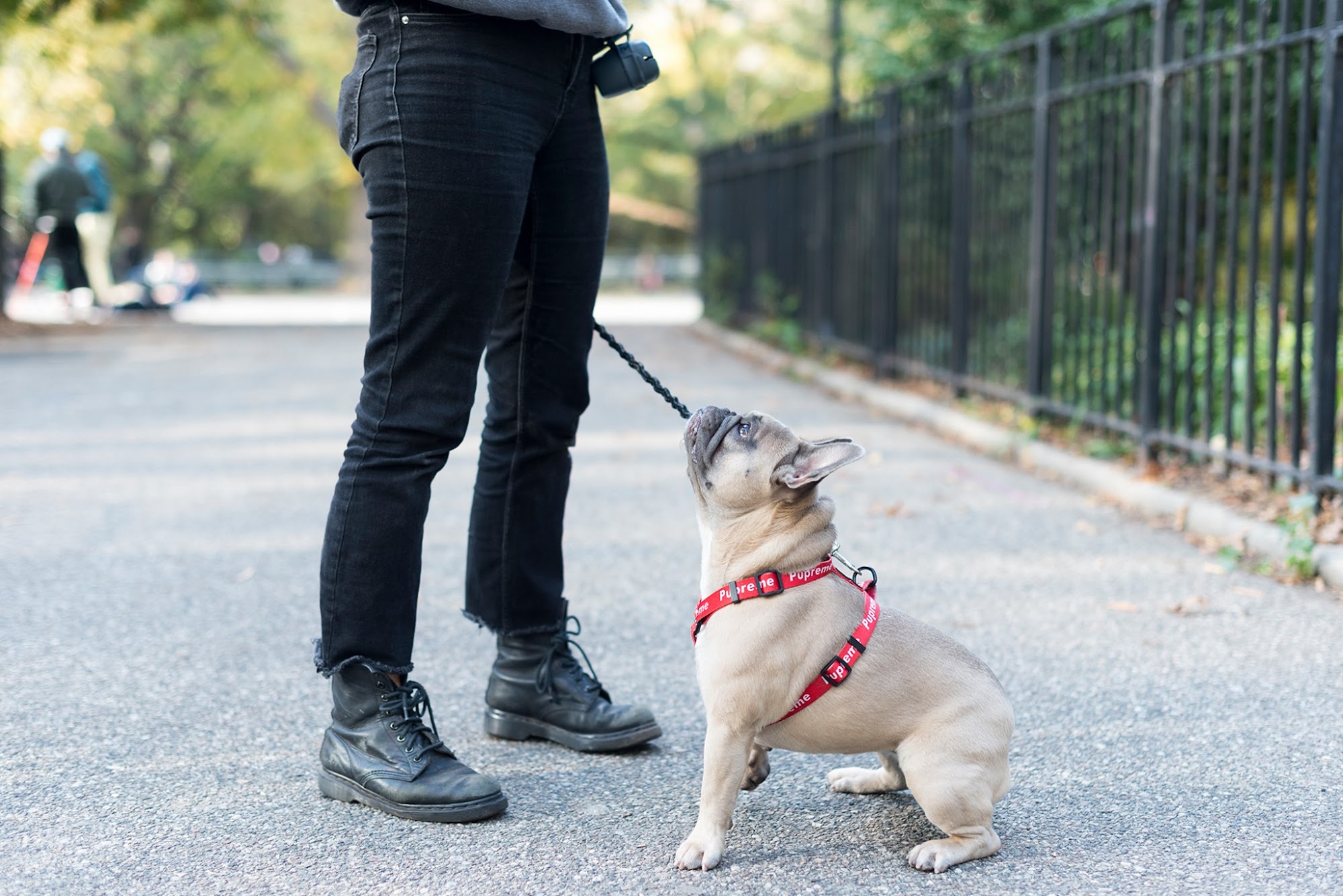 Calm Canine Academy - New York New York
