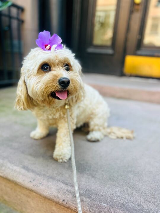 The Barking Meter New York