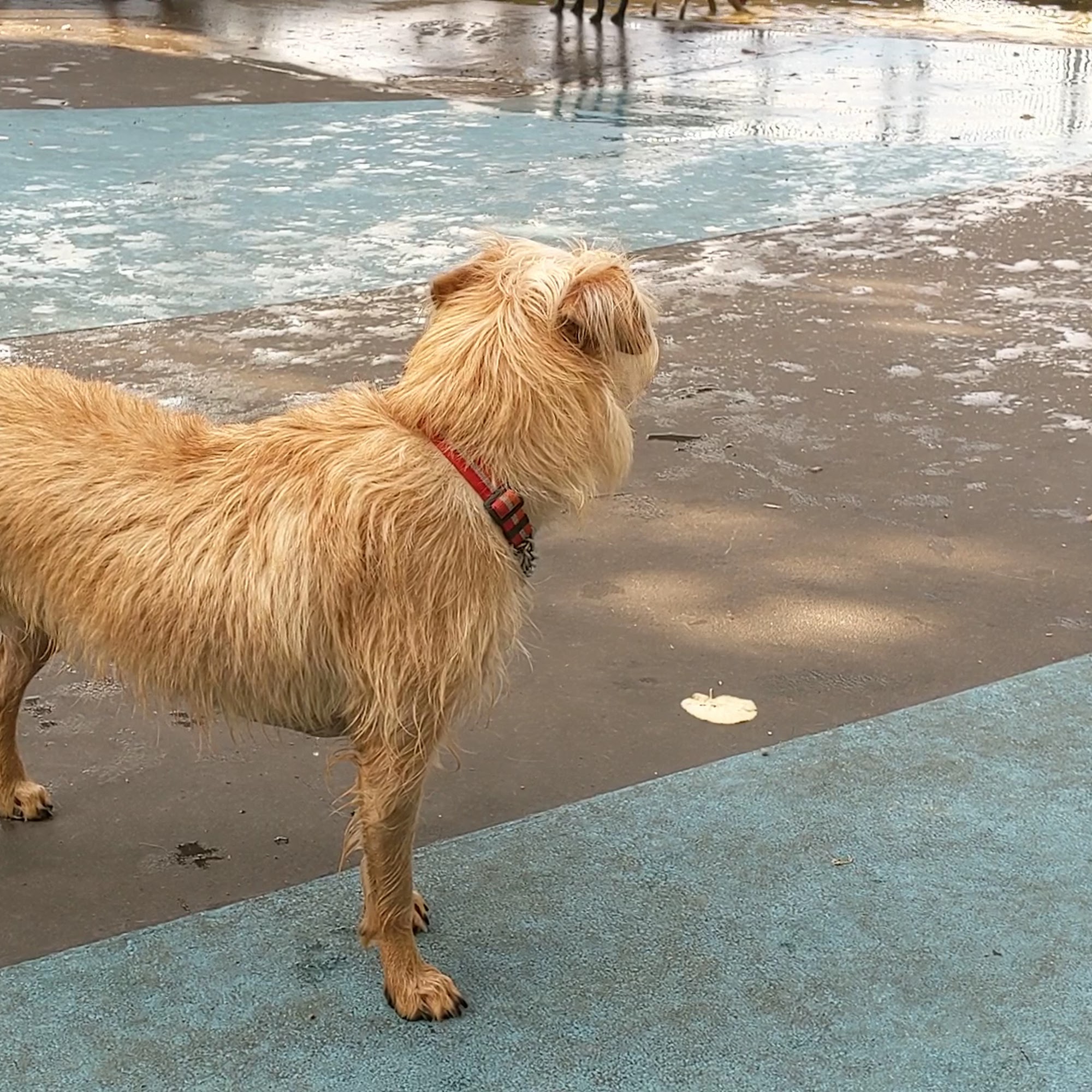 Leroy Street Dog Park New York