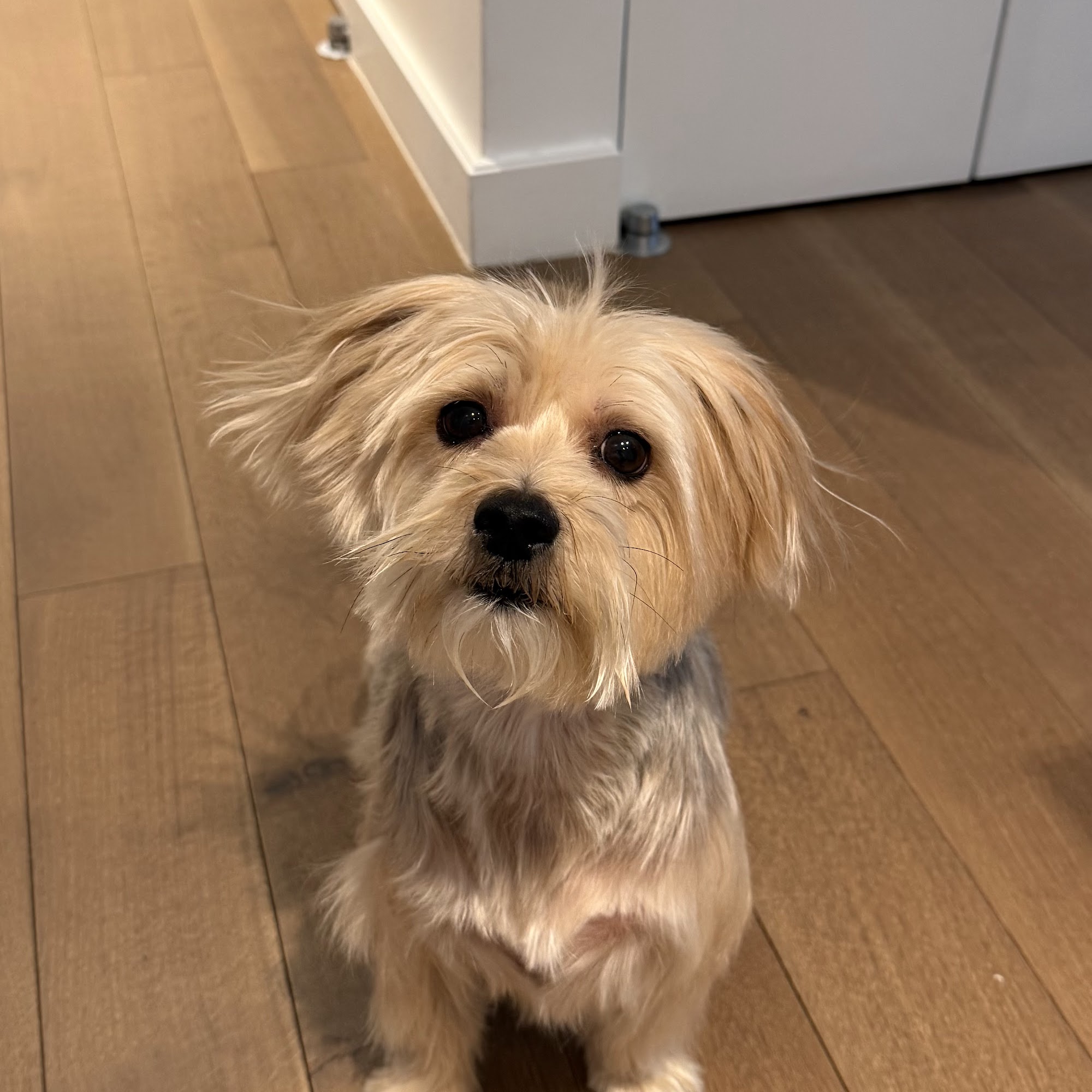 Furry N' Fabulous New York