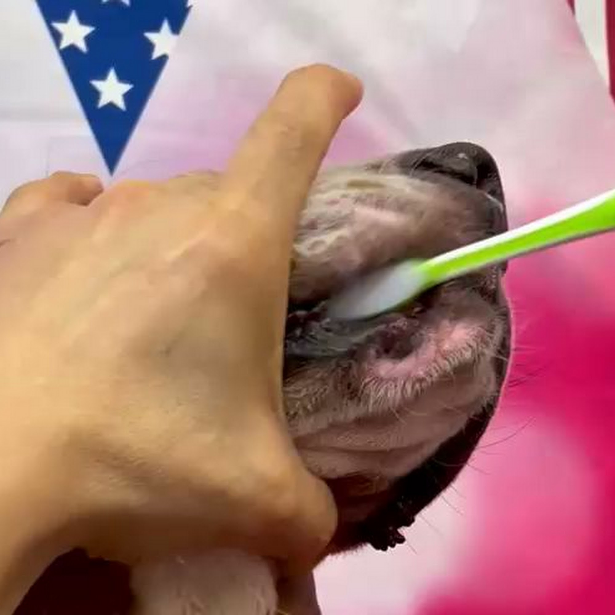 WandererHub Pet Salon New York