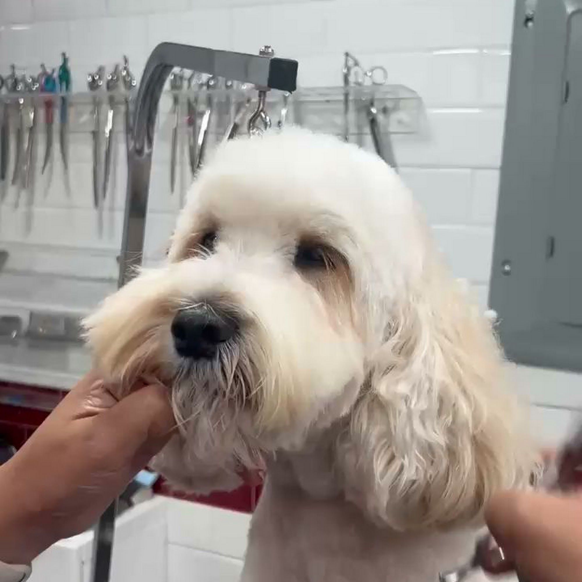 Puppy Tale Lodge New York