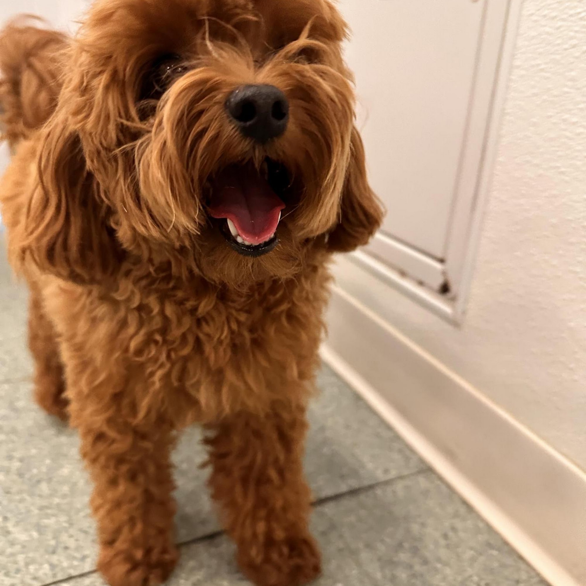 pupculture West 57th New York