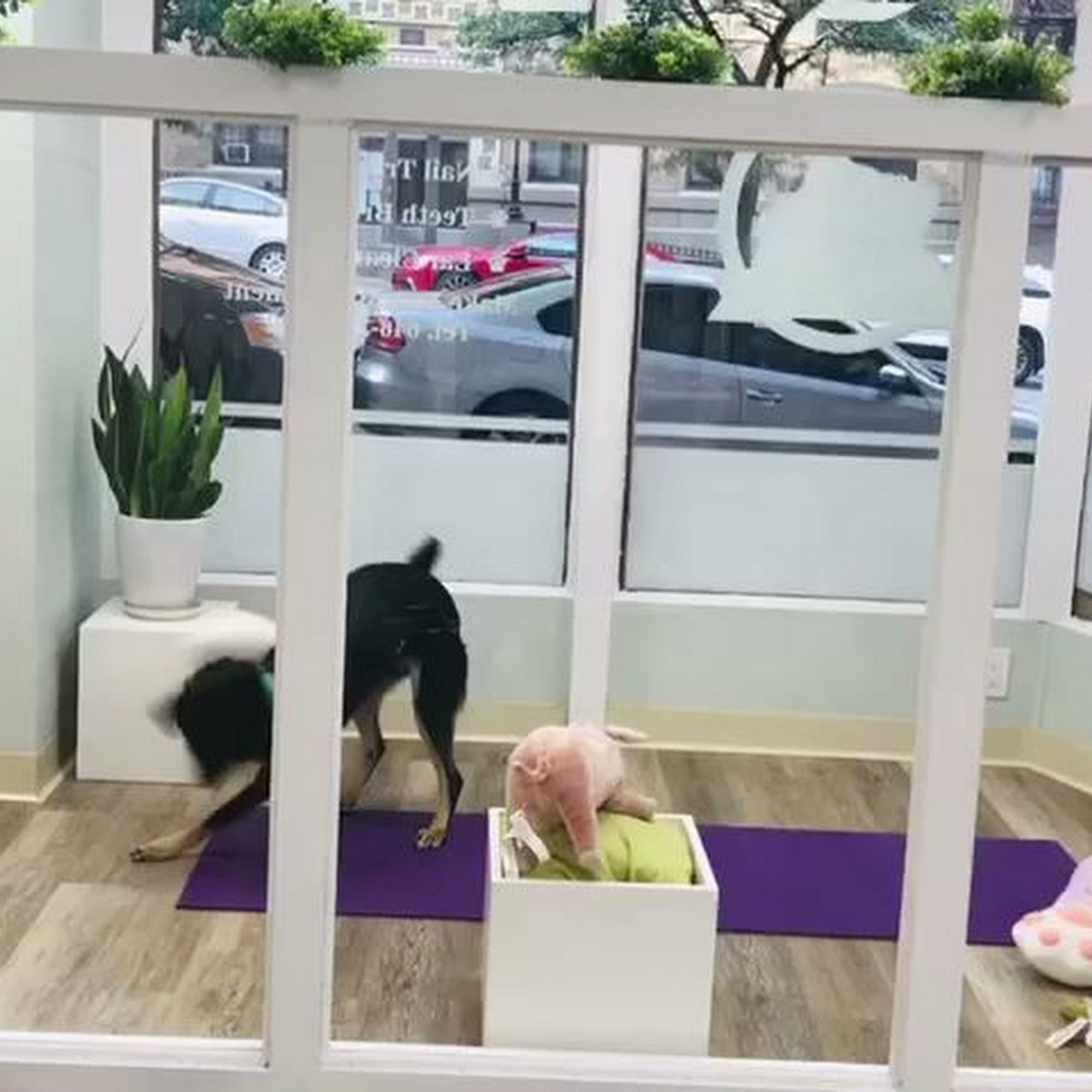 Snoot Club Pet Grooming New York