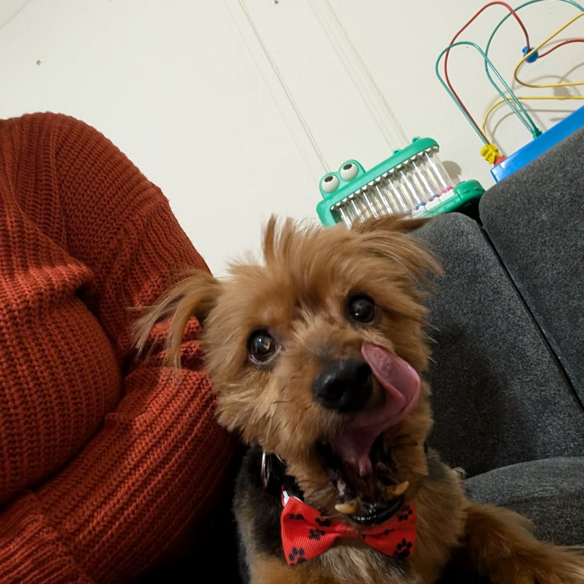 Amanda's Doggy Stylez New York