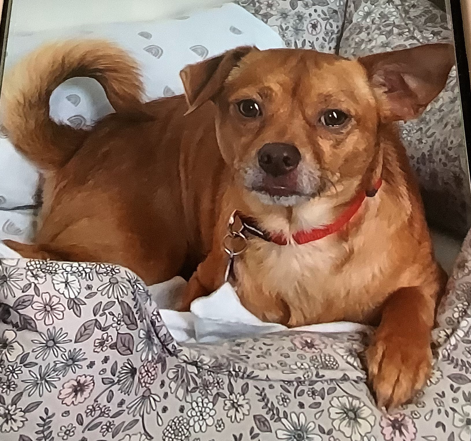 Muddy Paws Rescue New York