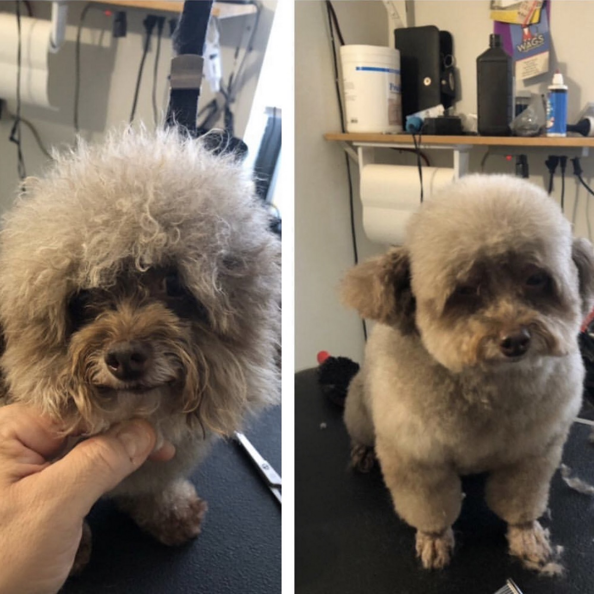 Grooming 4 Less New York