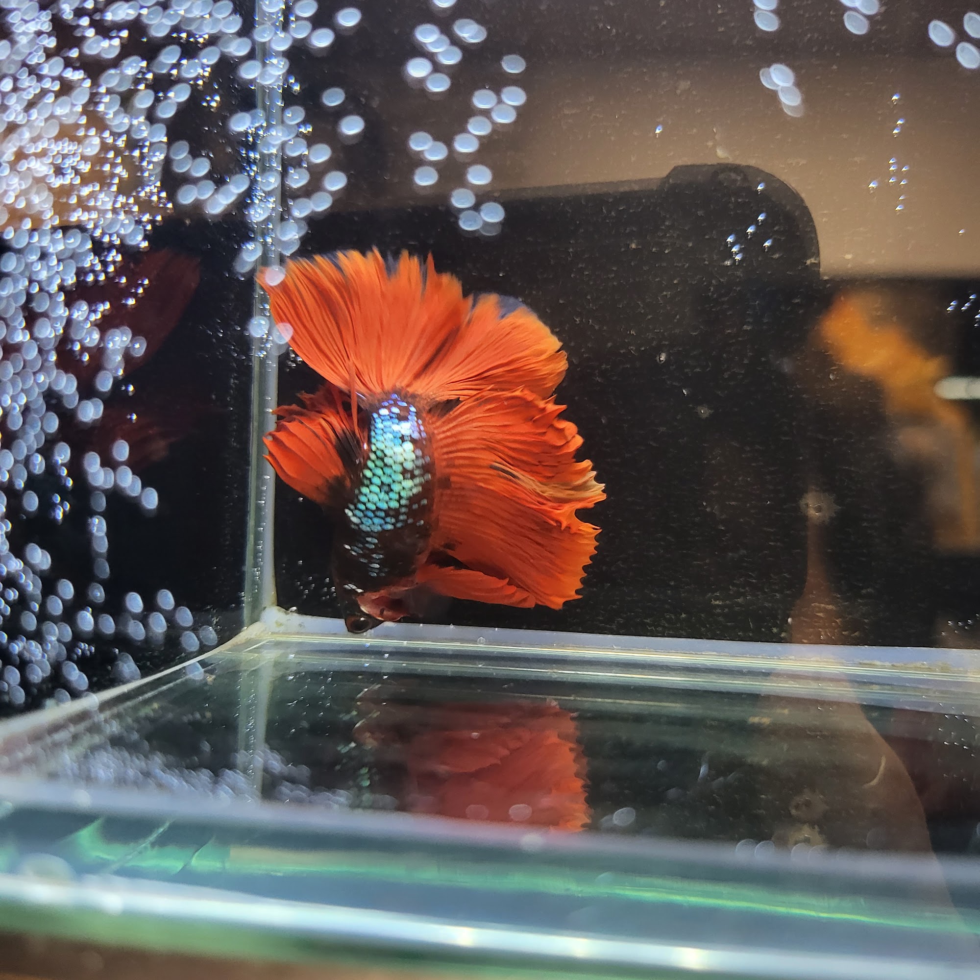 Tropical pets