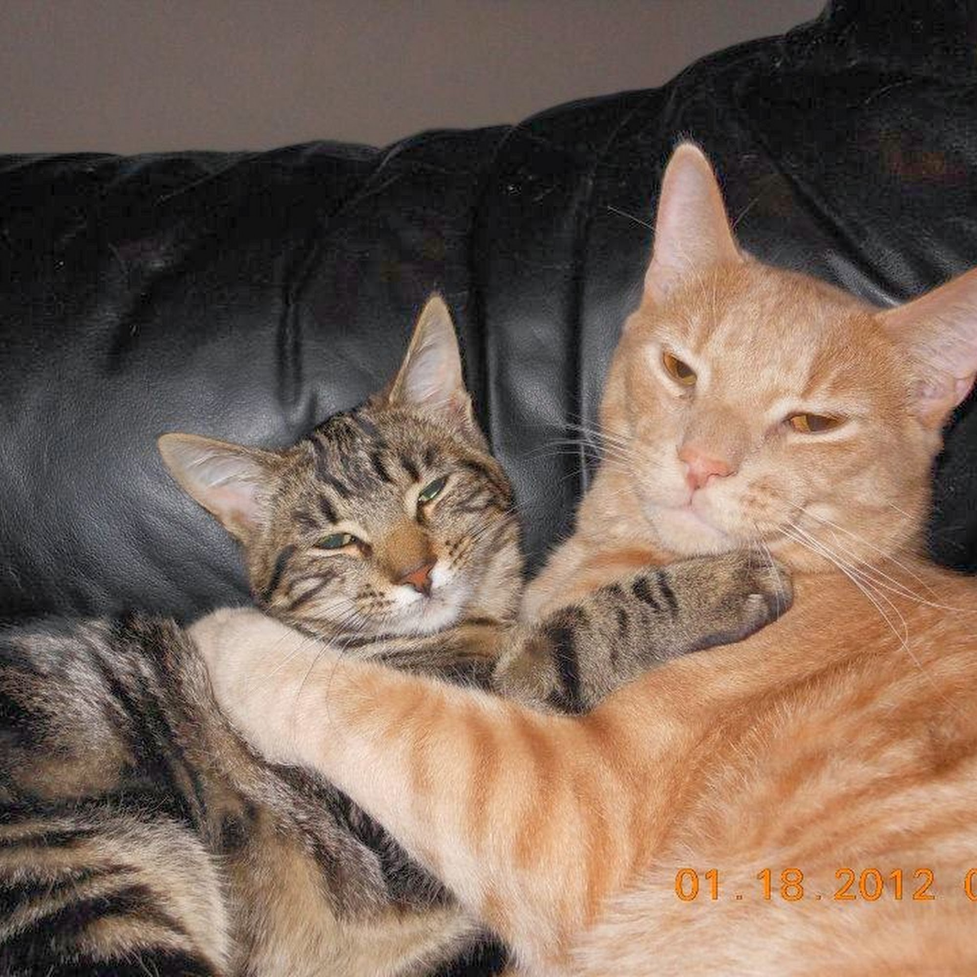 West End Veterinary Office Newburgh