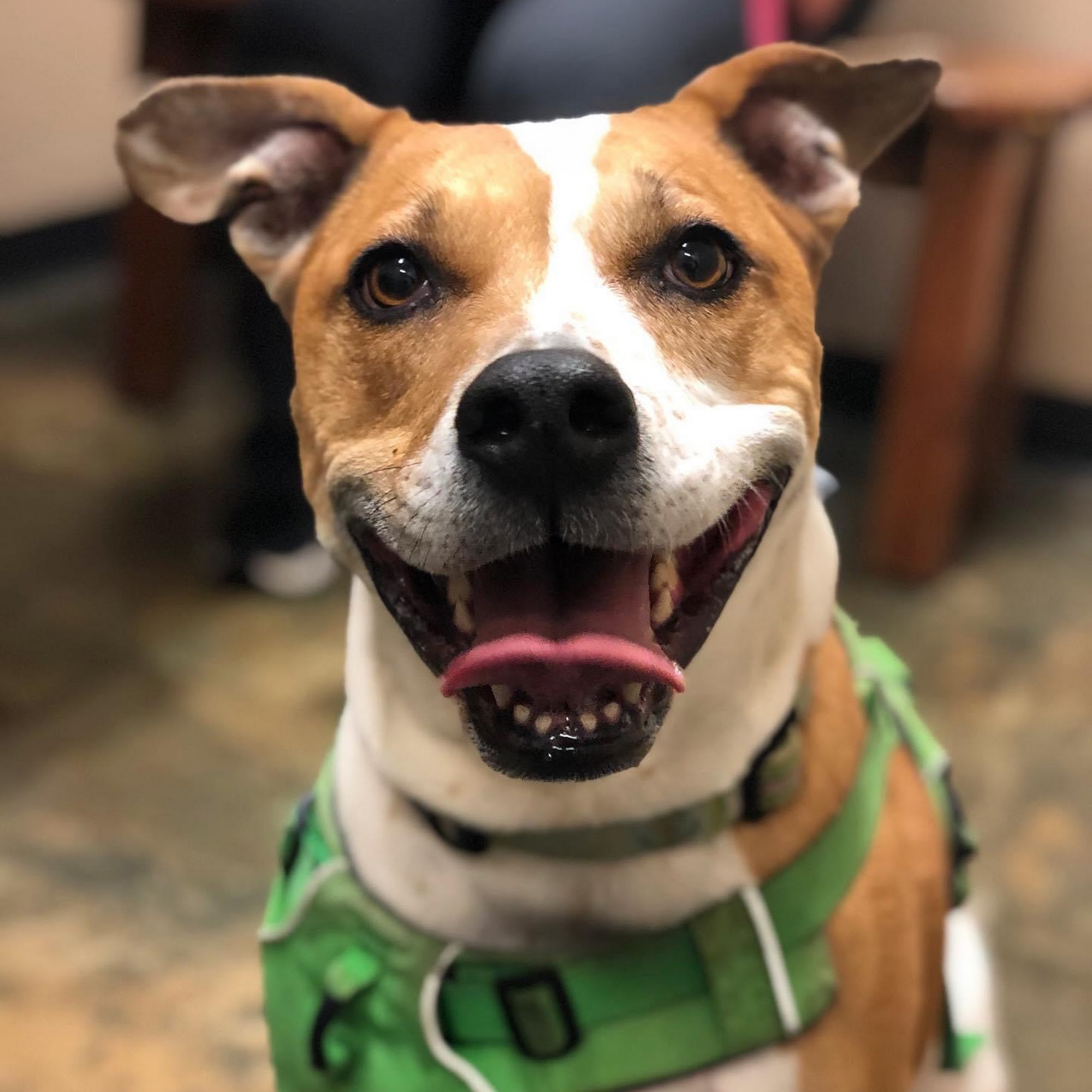 Middlehope Veterinary Hospital Newburgh