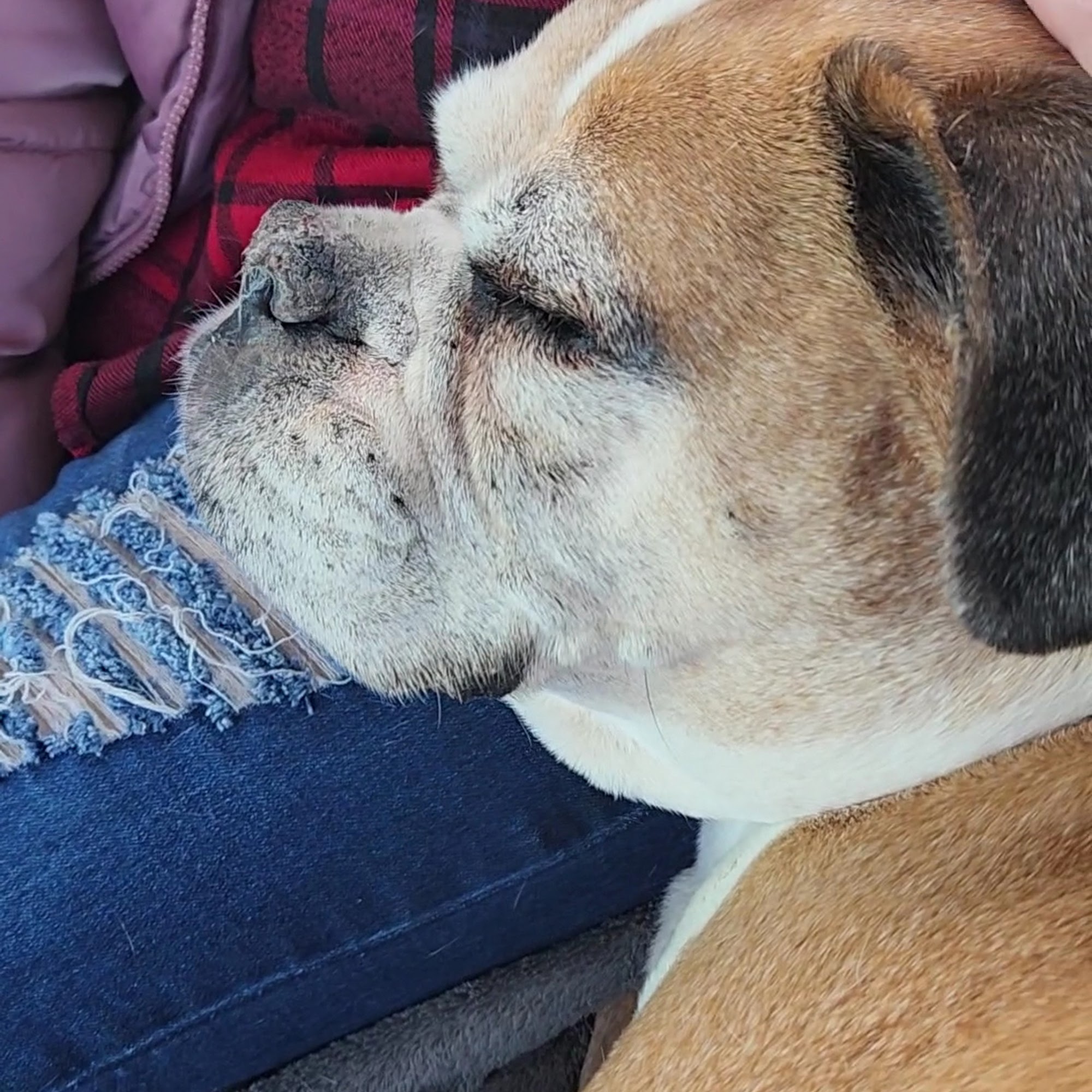 Niagara County SPCA Niagara Falls