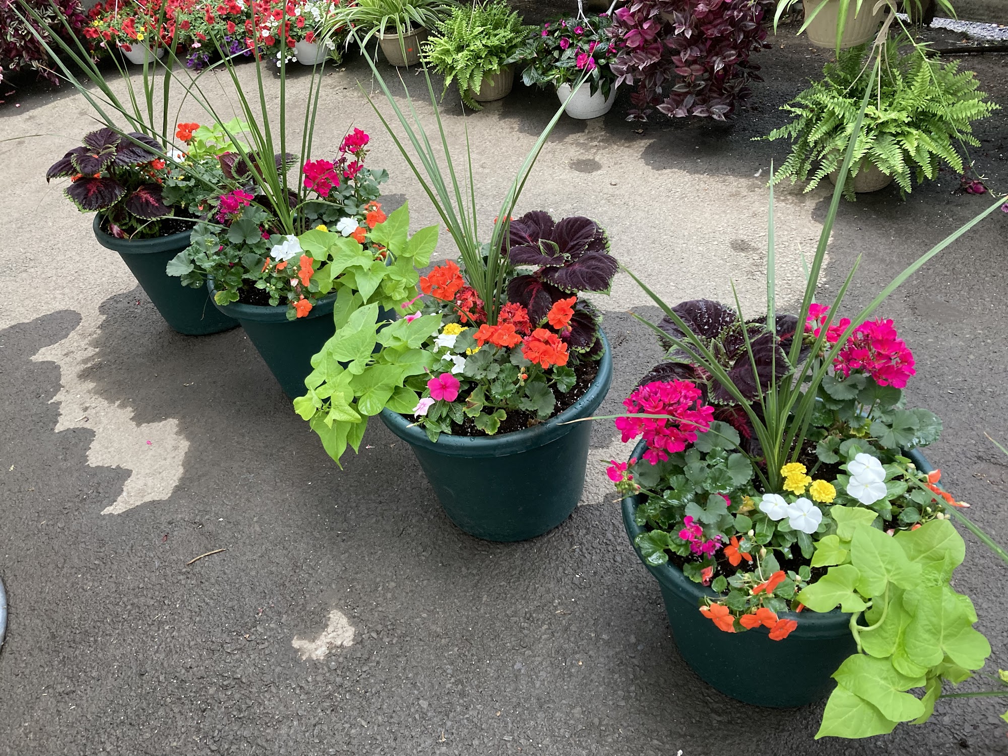 Wayside Nursery, Inc. 8962 Porter Rd, Niagara Falls, NY 14304