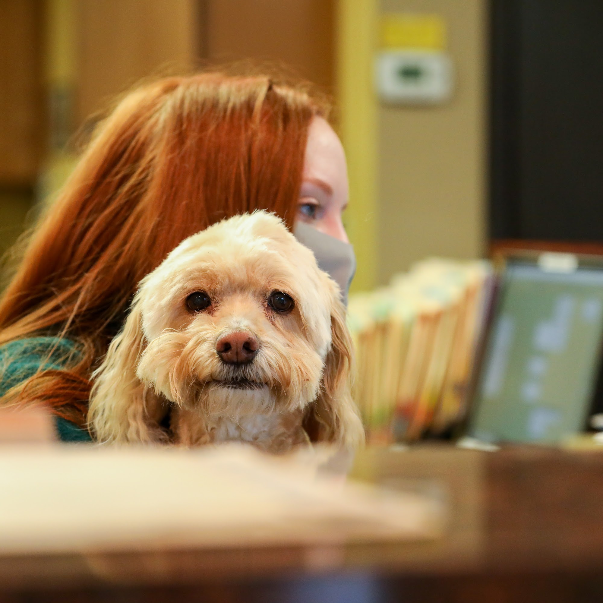 River Road Animal Hospital Niskayuna