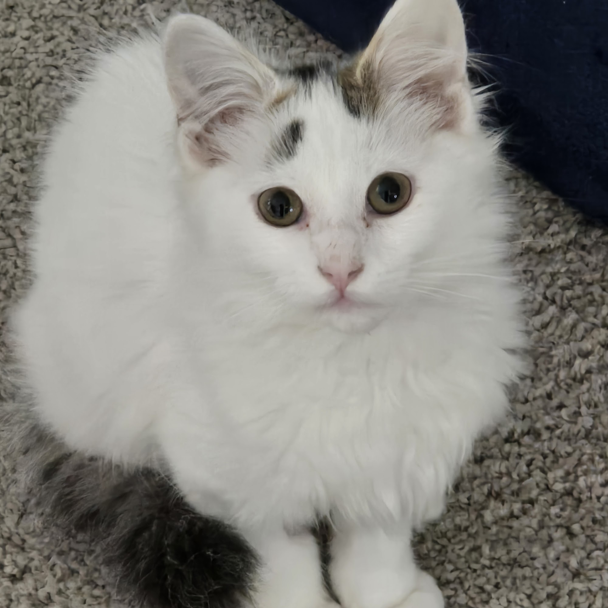 Pine Woods Animal Hospital North Tonawanda