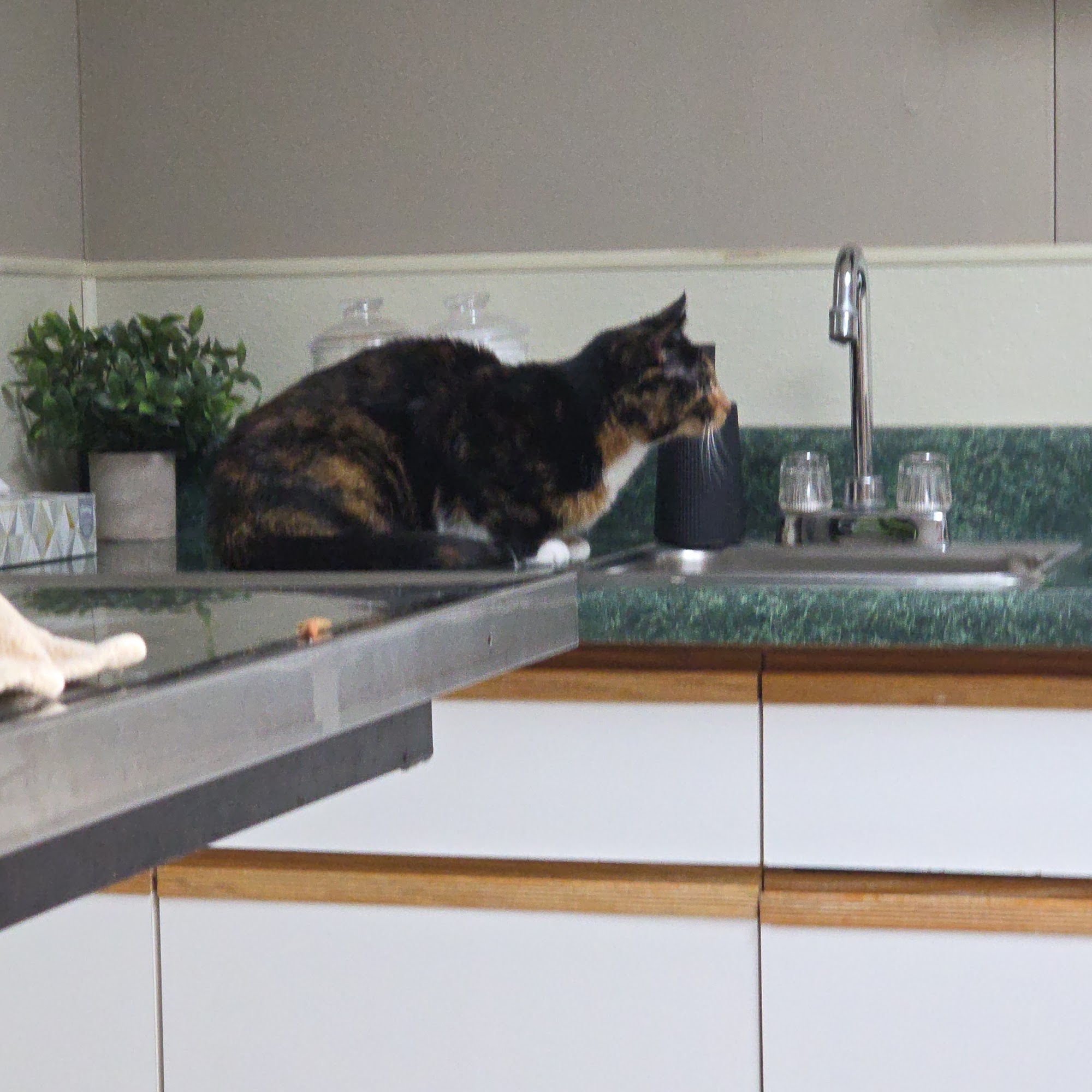 Wheatfield Animal Hospital North Tonawanda