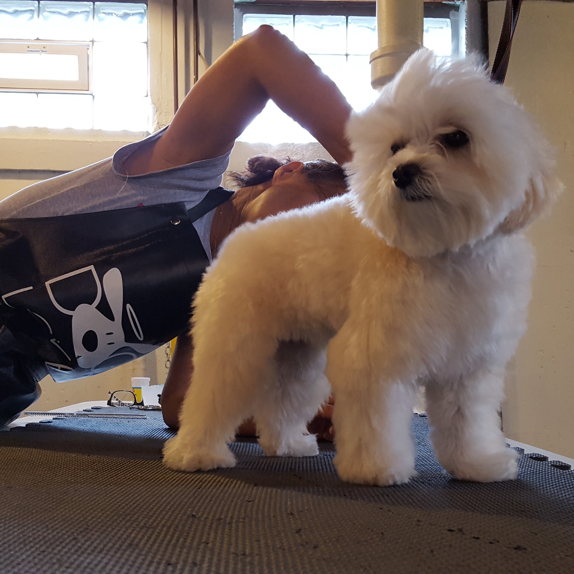 Lucky Dog Grooming North Tonawanda