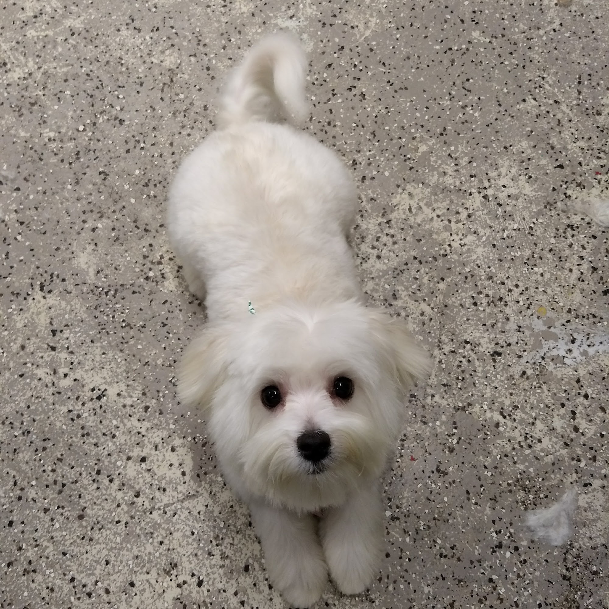 Purrfect Paws Grooming North Tonawanda