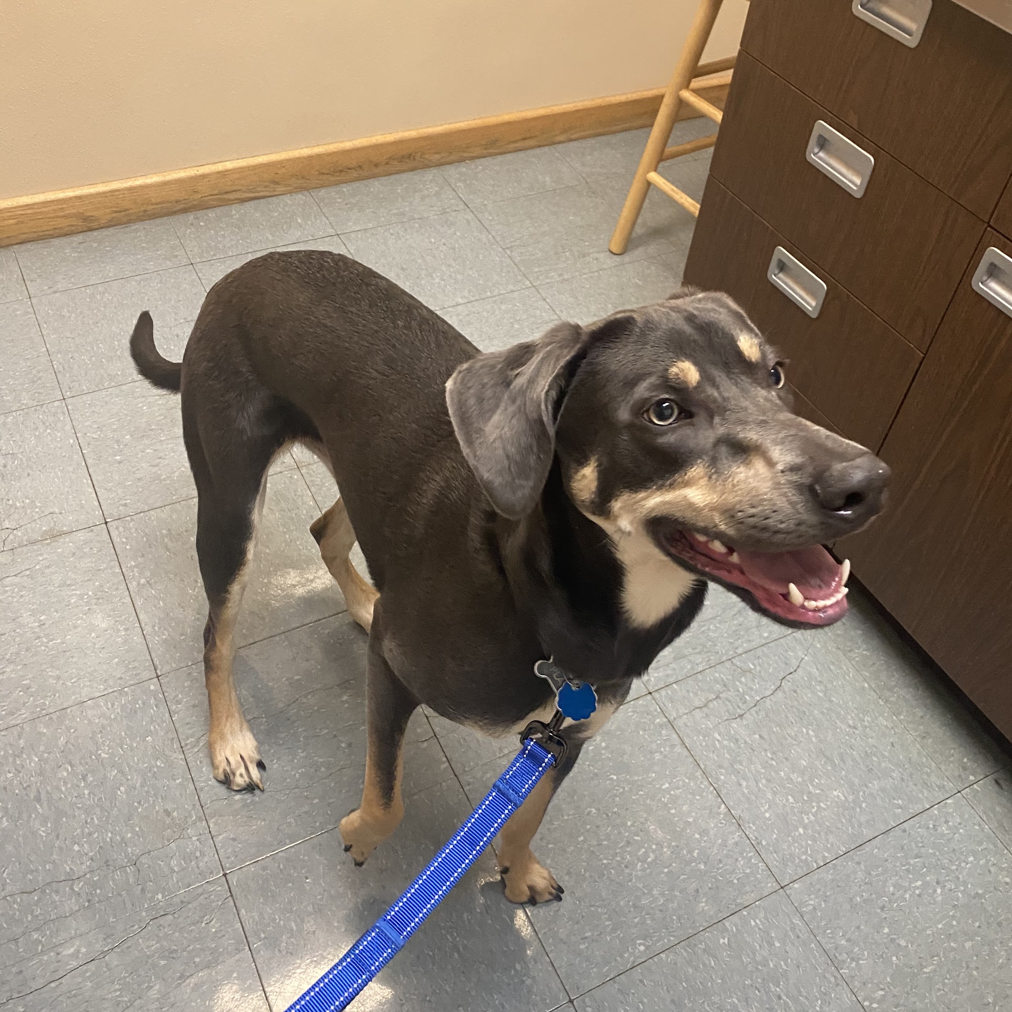 North Shore Veterinary Hospital Northport