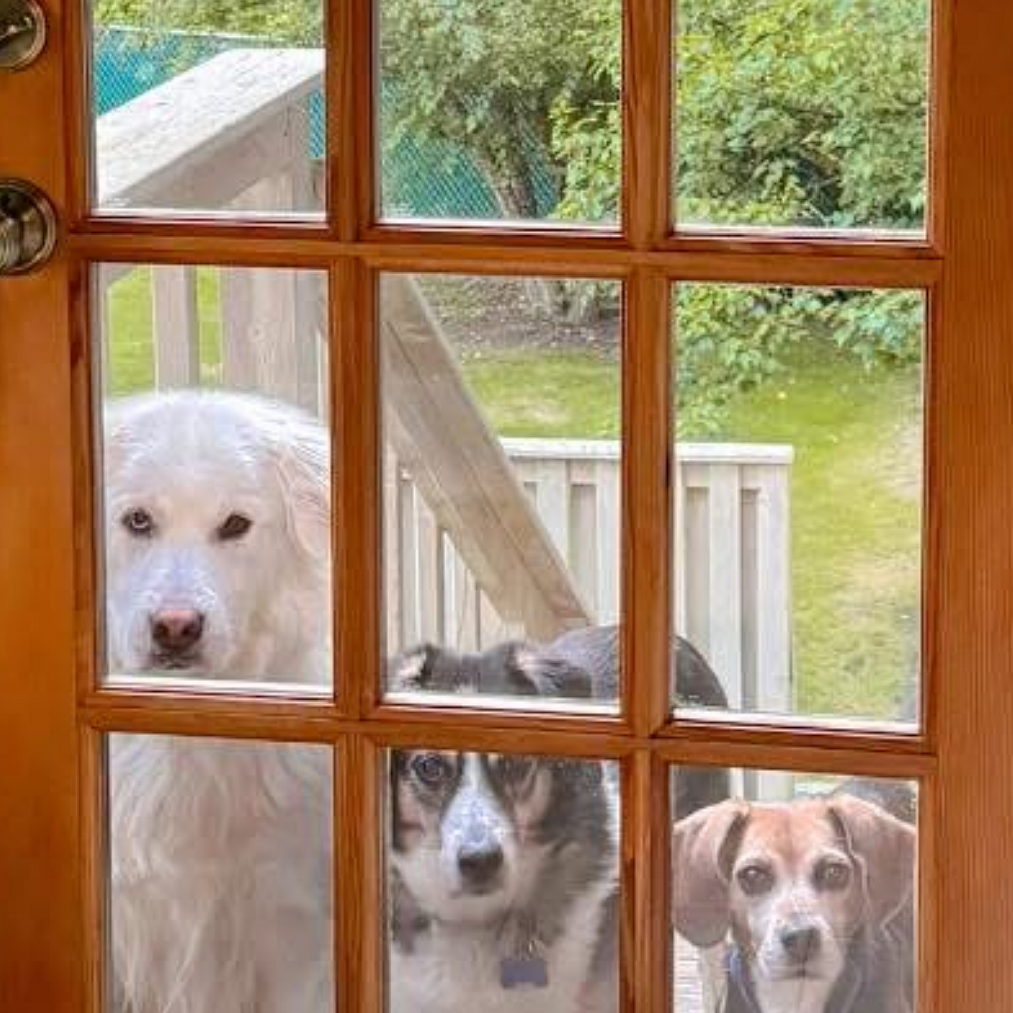 Cat Care Clinic of the Nyacks Nyack