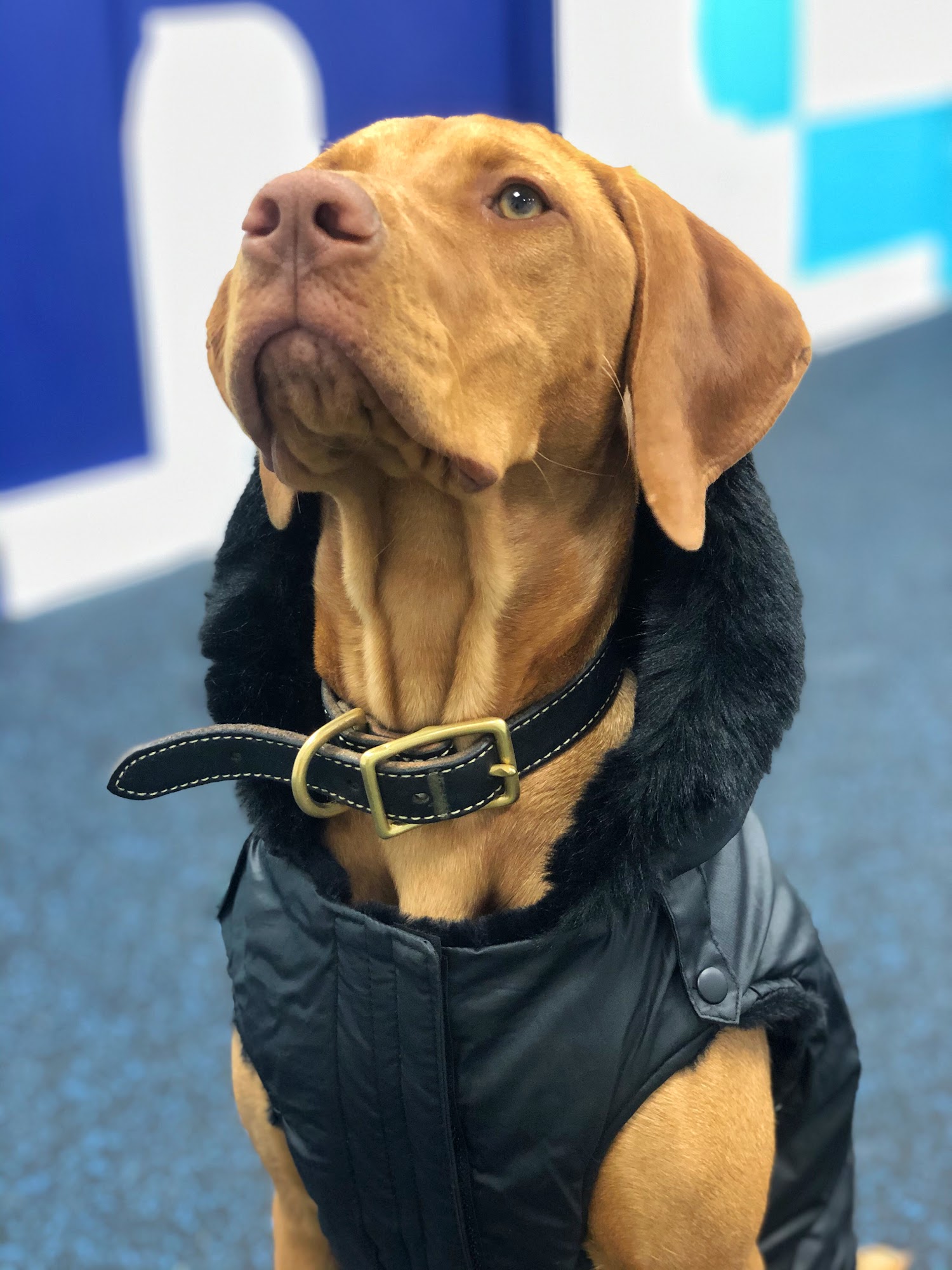 Papaw's Dog House Nyack