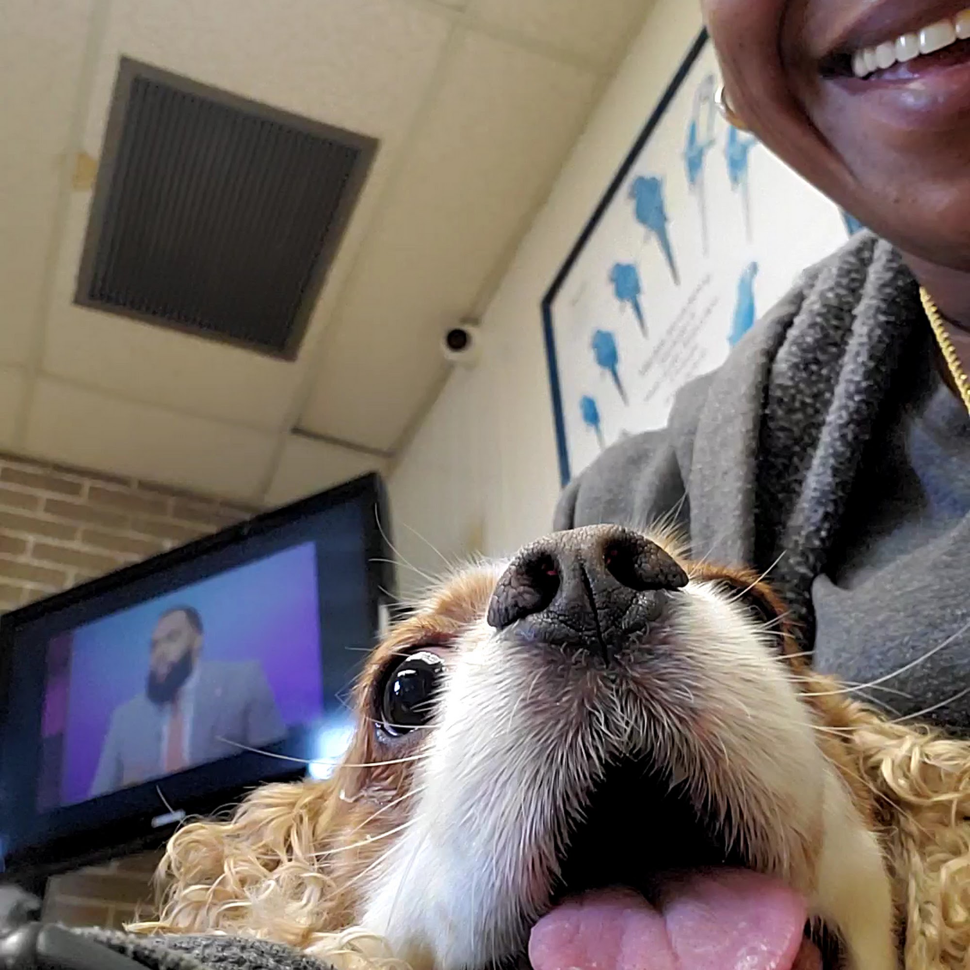 Oceanside Veterinary Hospital Oceanside