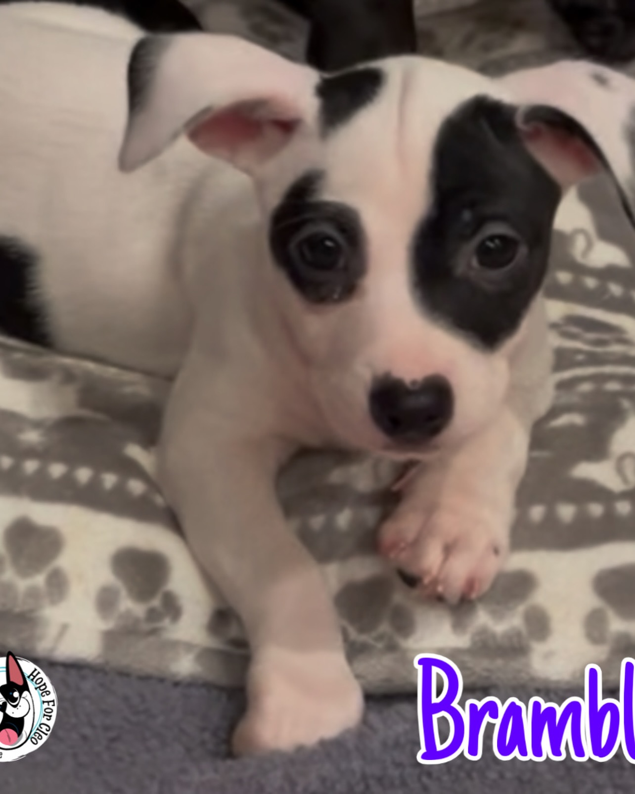 Barrier Brewing Co. Oceanside