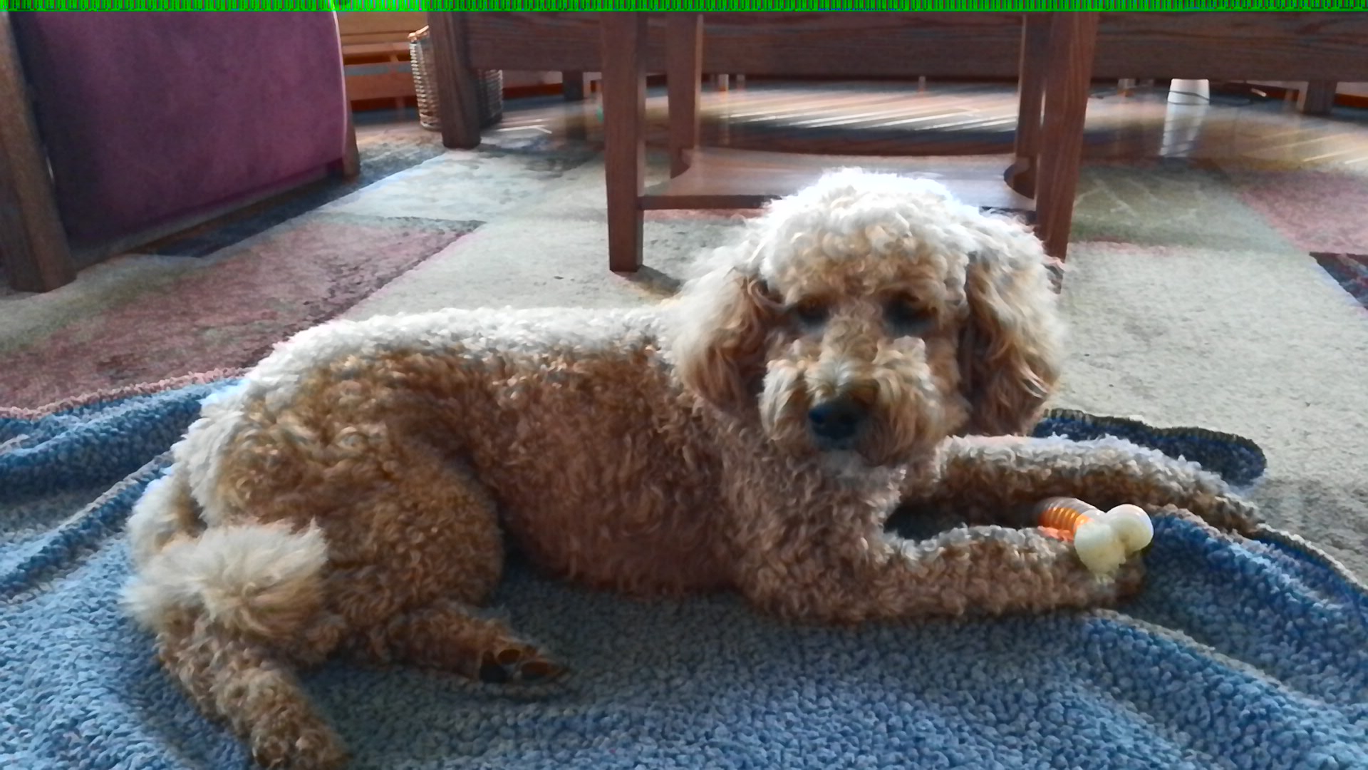 Pet Supplies Plus Olean Olean