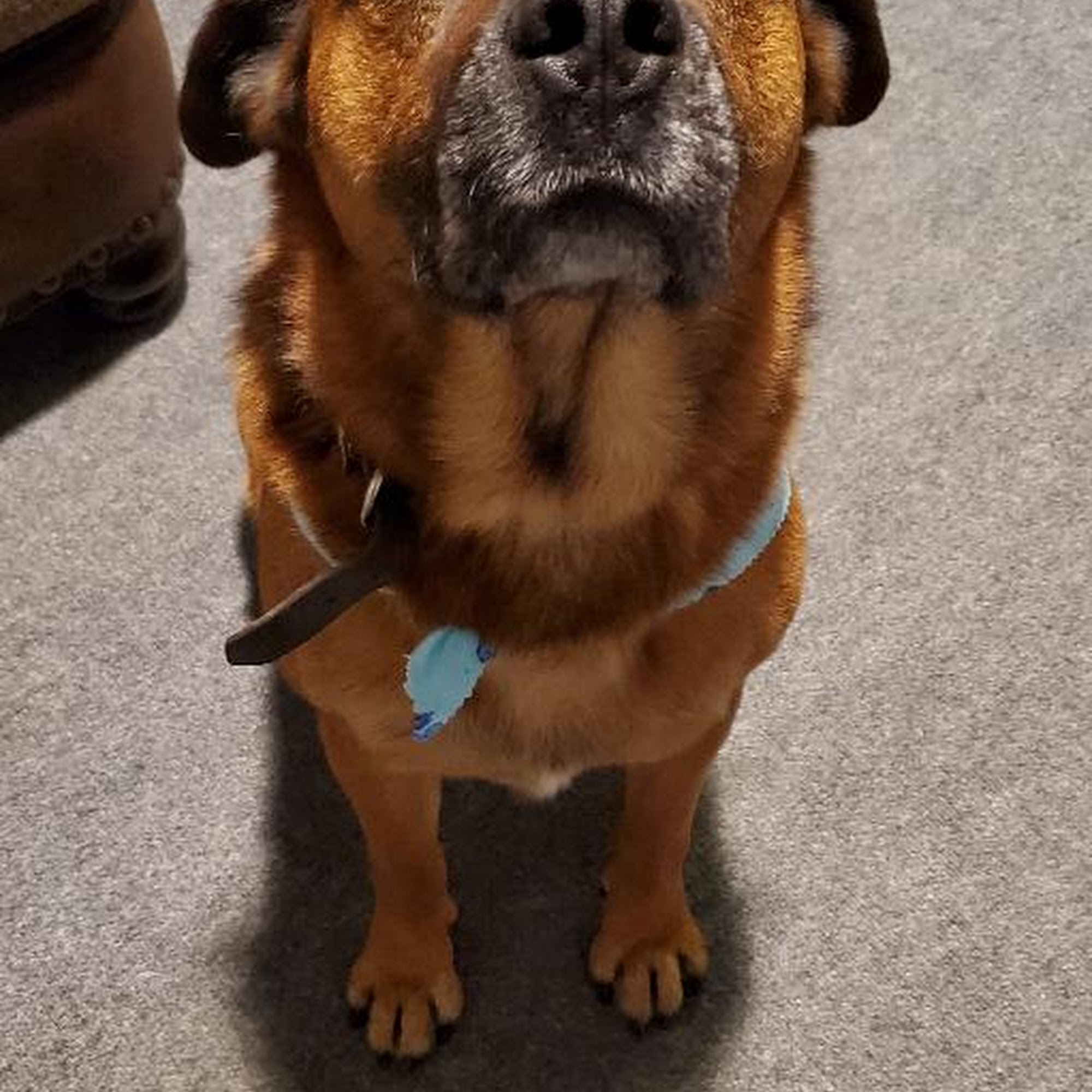 CREEKSIDE DOG GROOMING AND CAT NAP Olean