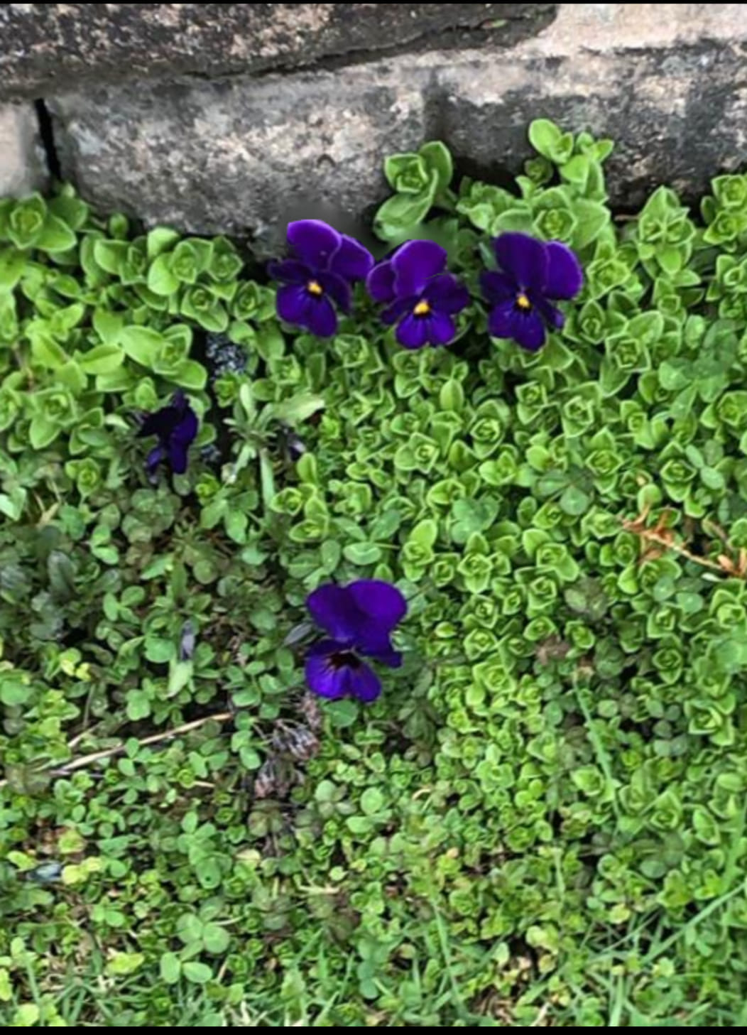 Lady's of the Home Cleaning