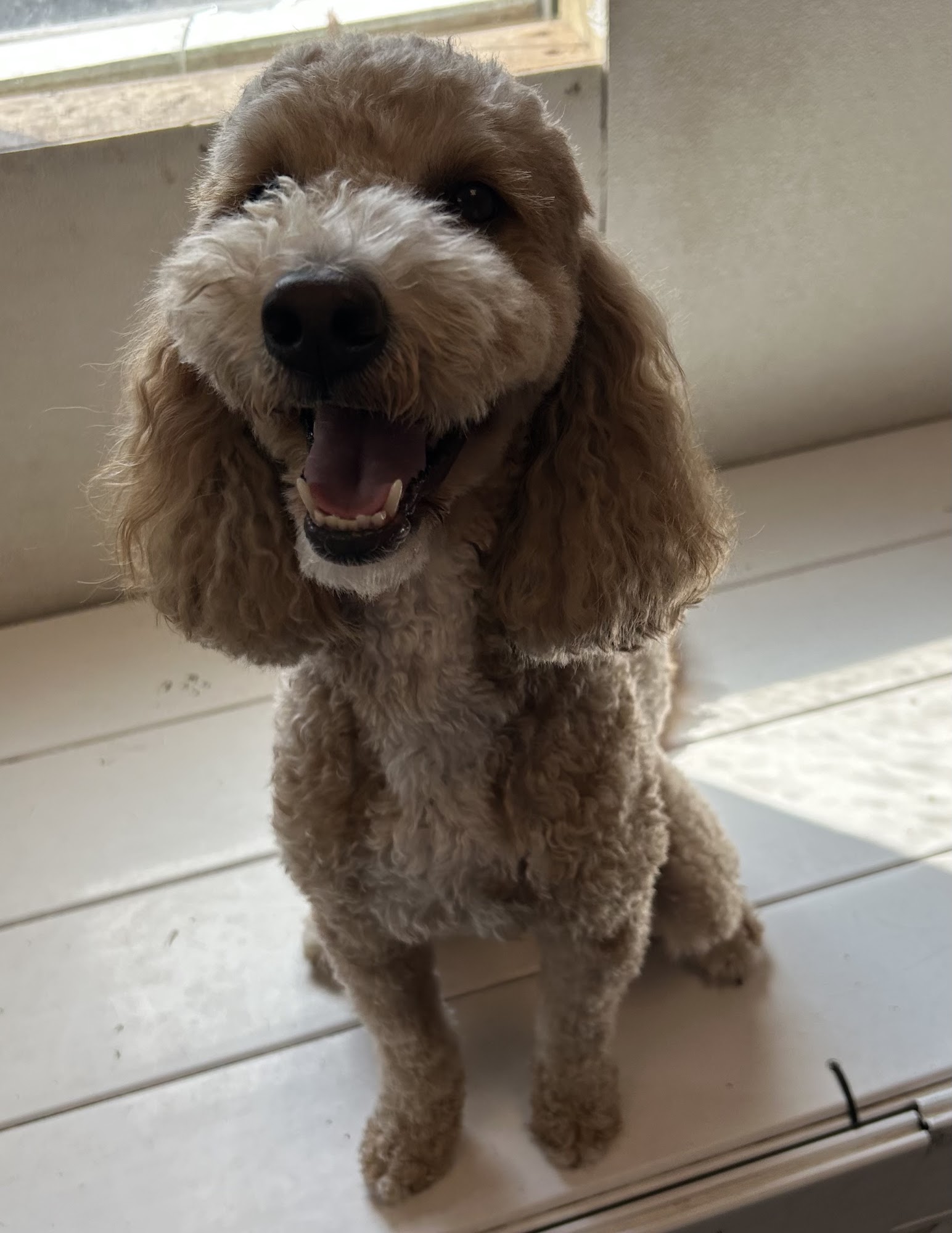 Club Meadow Dog Daycare and Boarding Oneida