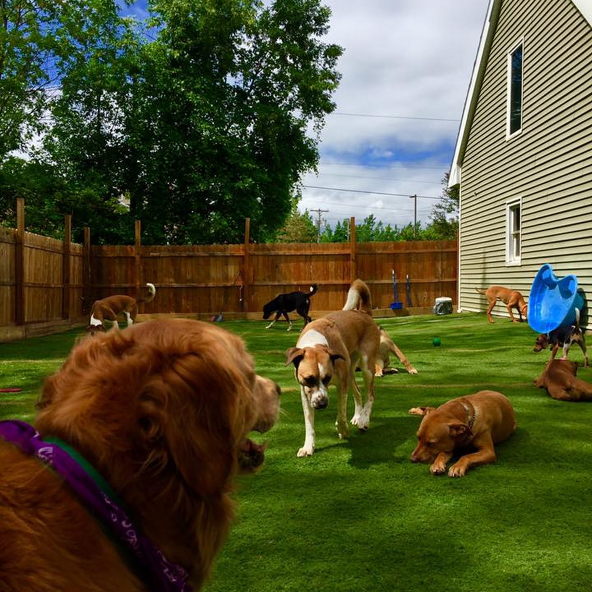 Happy Hounds Doggie Daycare & Boarding Oneida