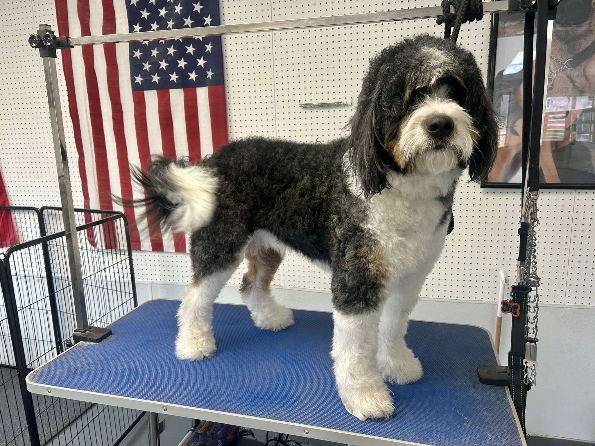 Amarok Kennels, LLC Oneida