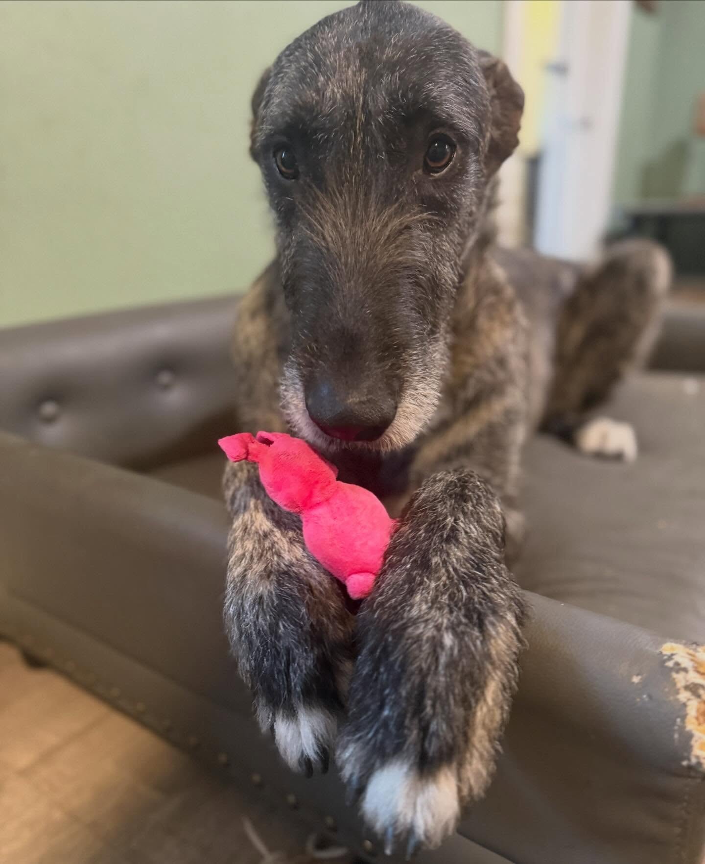 Hair of the Dog Oneonta Oneonta