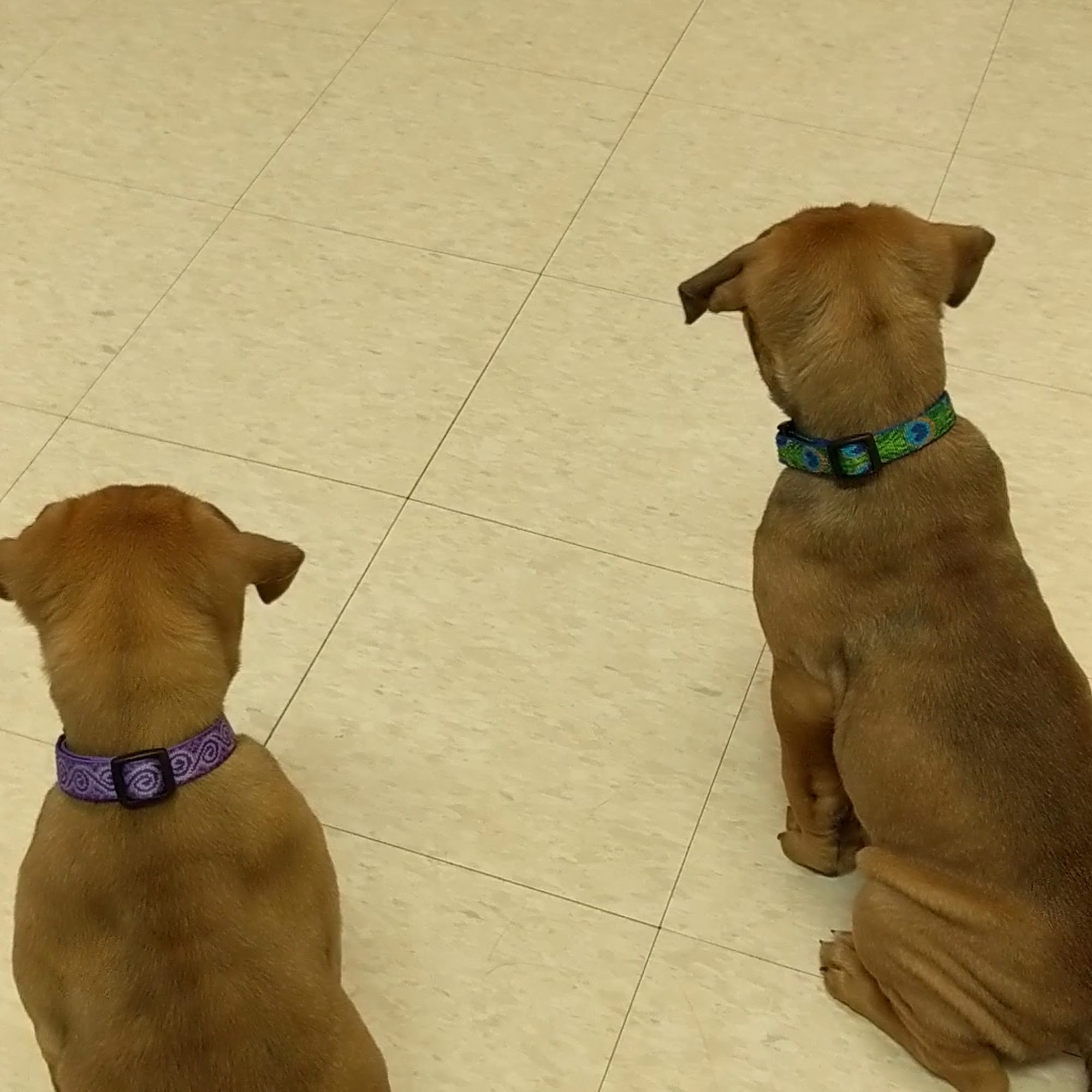 Animal Junction Veterinary Ontario