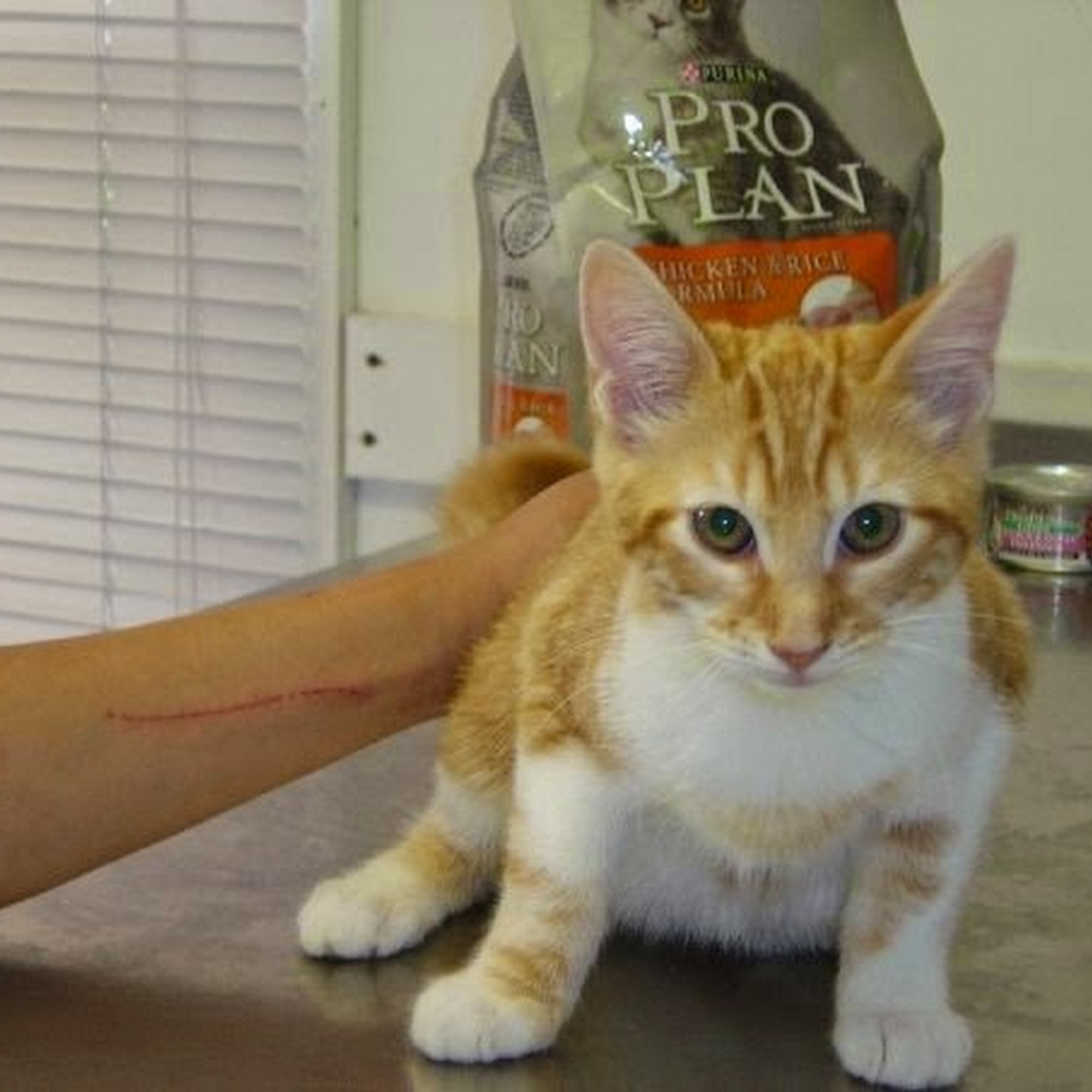 Palisades Veterinary Hospital Orangeburg