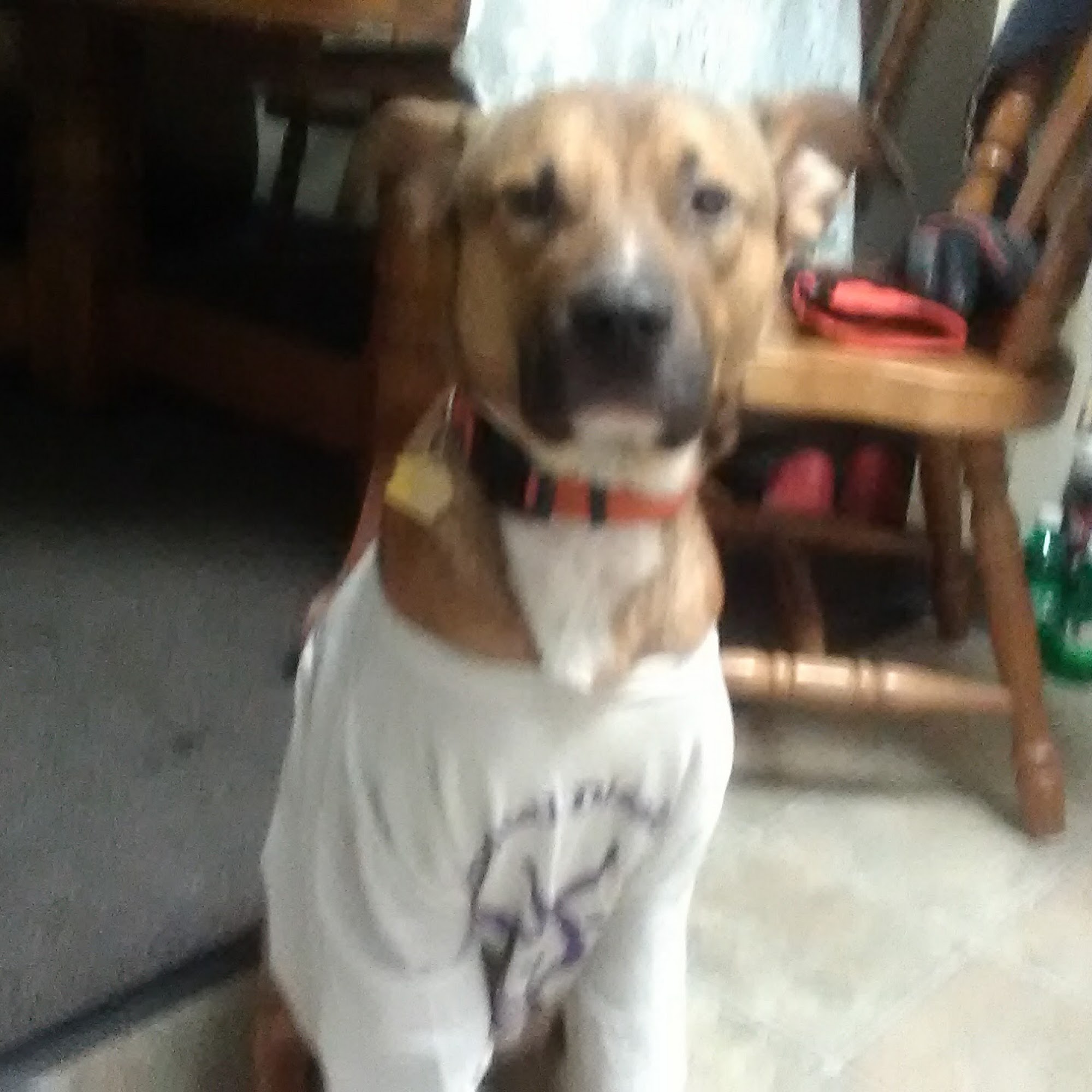 Abbott Road Animal Hospital Orchard Park