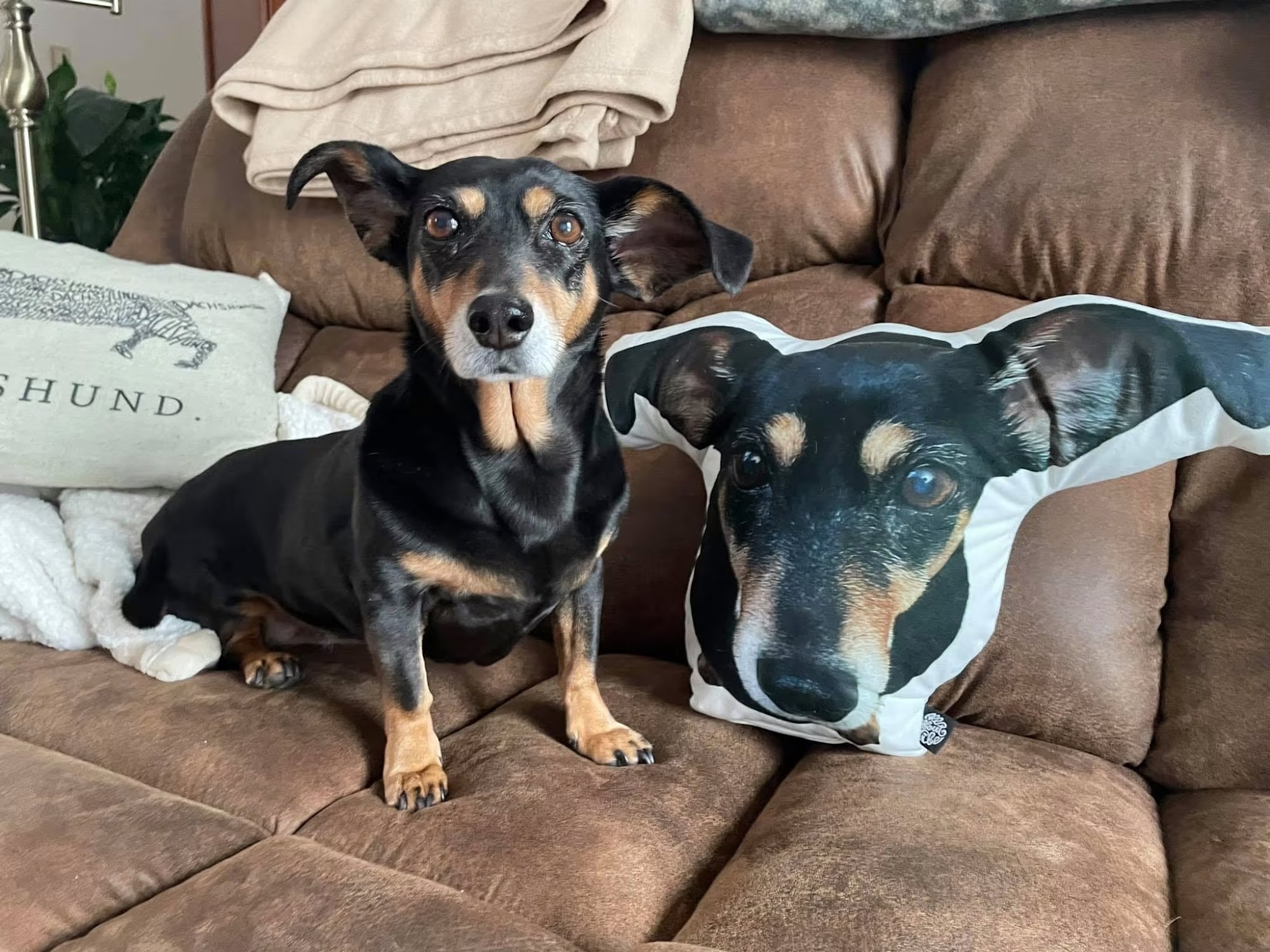 Hudson Veterinary Hospital Pet Resort and Spa Ossining