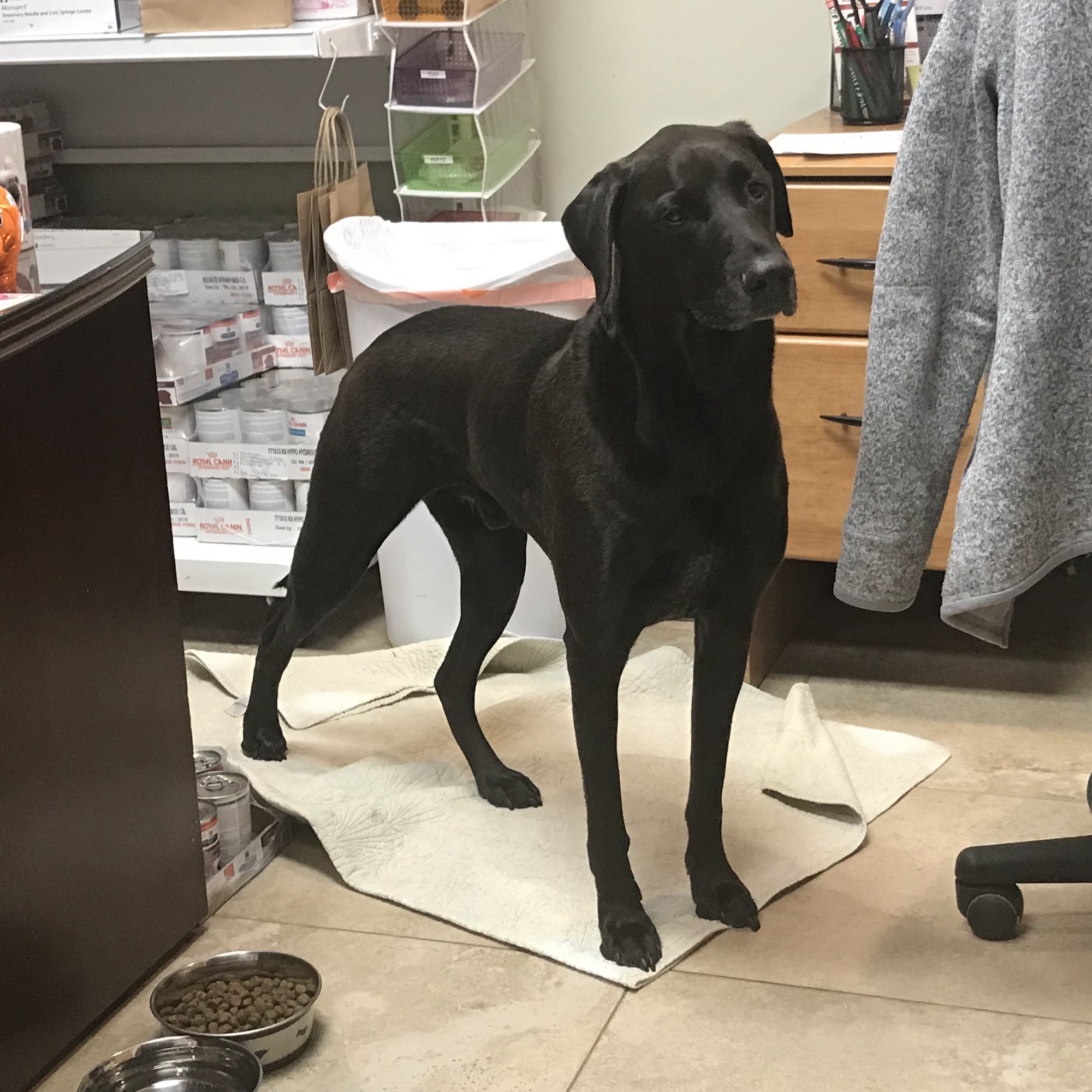 Family Pet Clinic Patchogue