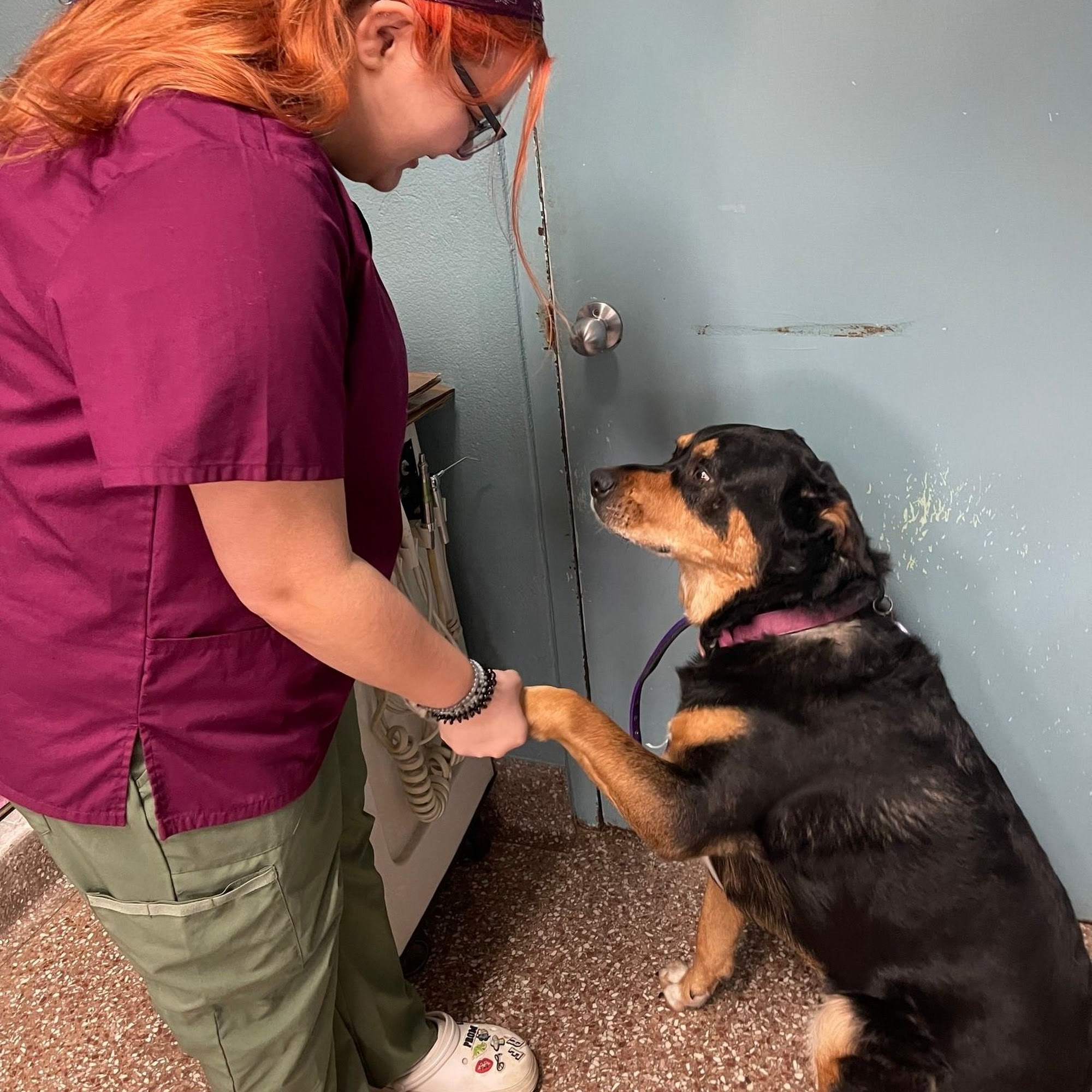 Paumanok Veterinary Hospital Patchogue