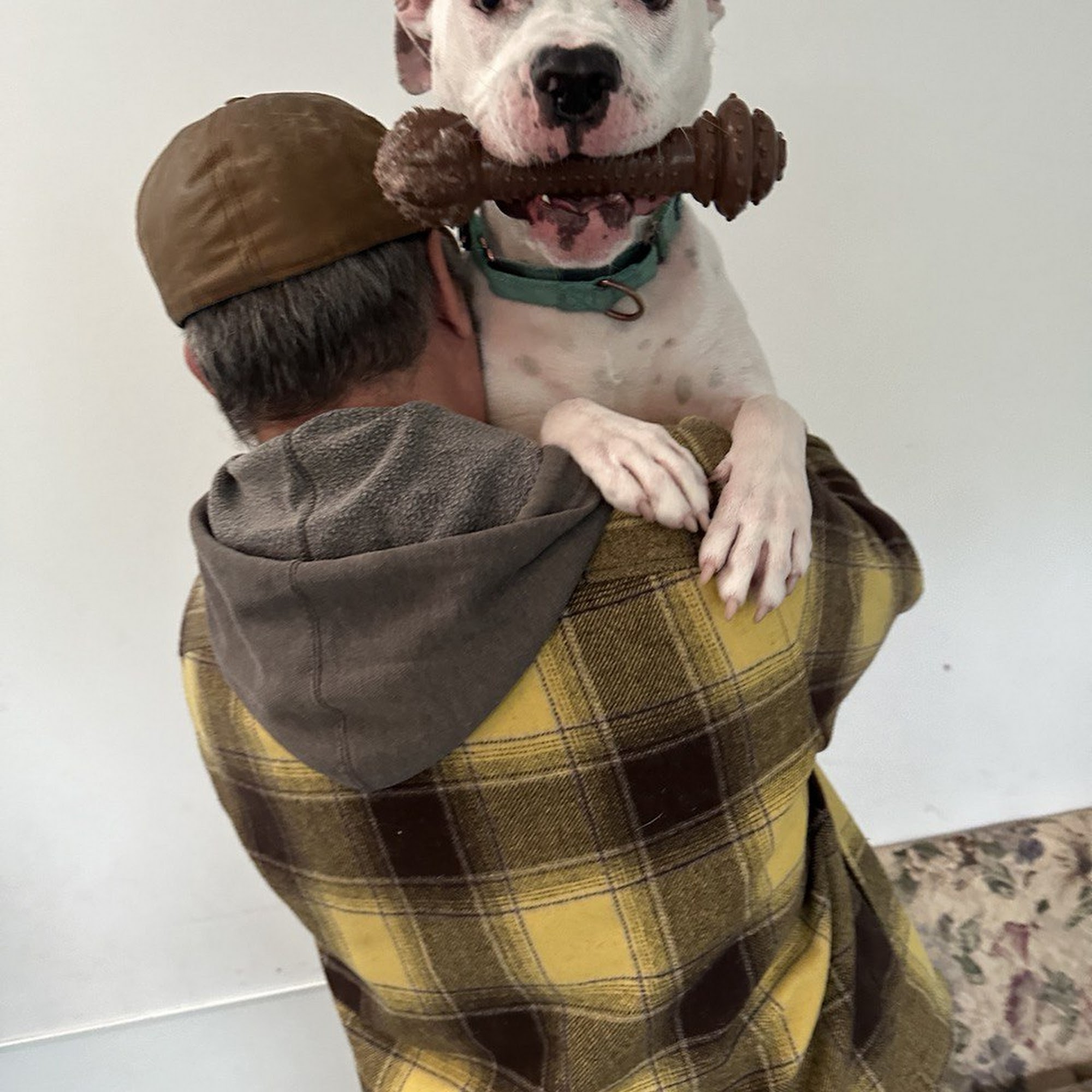 The Woofman Long Island Dog Training / Behavior Patchogue